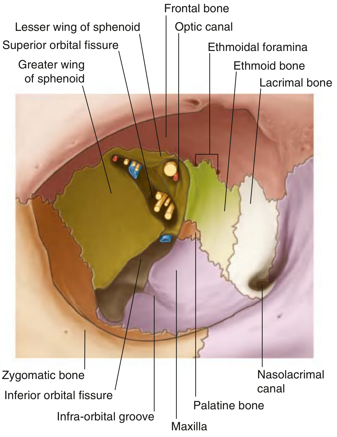 Openings into the Bony Orbit - SOF position, lesser and greater wings of sphenoid, inferior orbital fissure