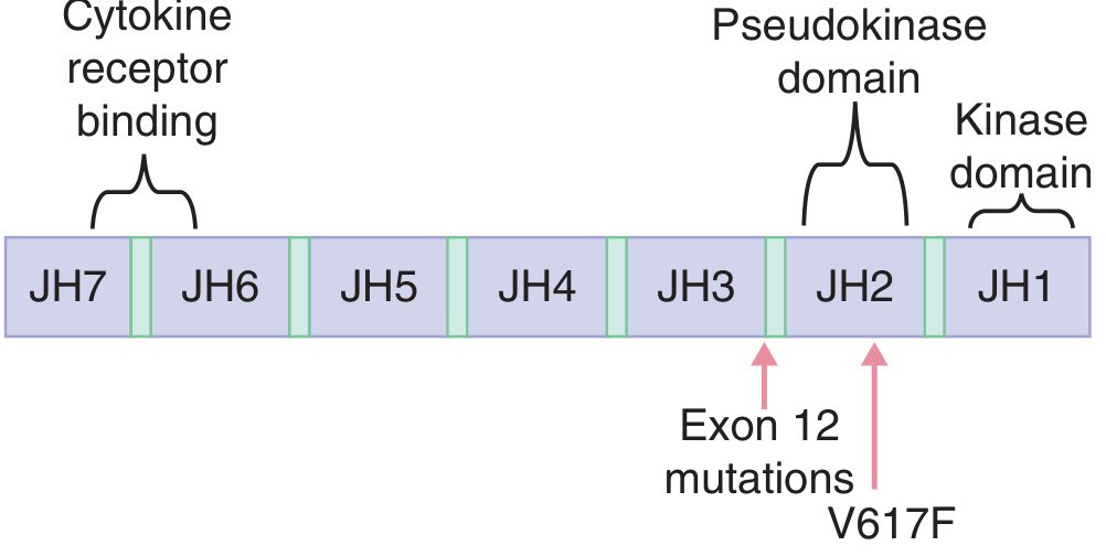 JAK2 protein domain structure showing V617F and Exon 12 mutation positions