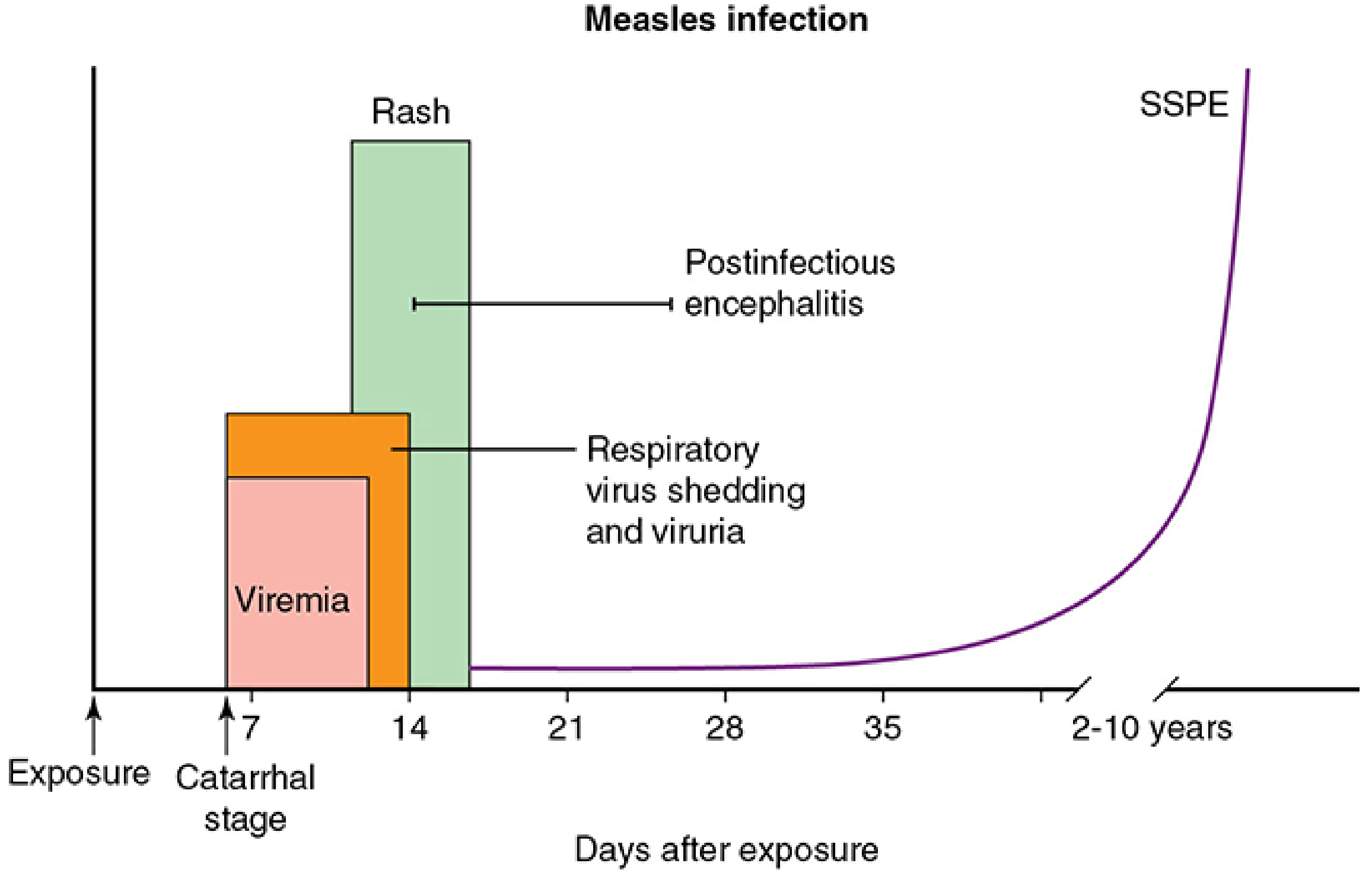 Measles infection timeline diagram showing viremia, respiratory virus shedding, rash, and SSPE