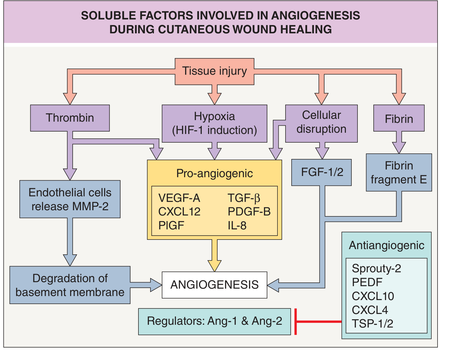 Soluble factors involved in angiogenesis during cutaneous wound healing