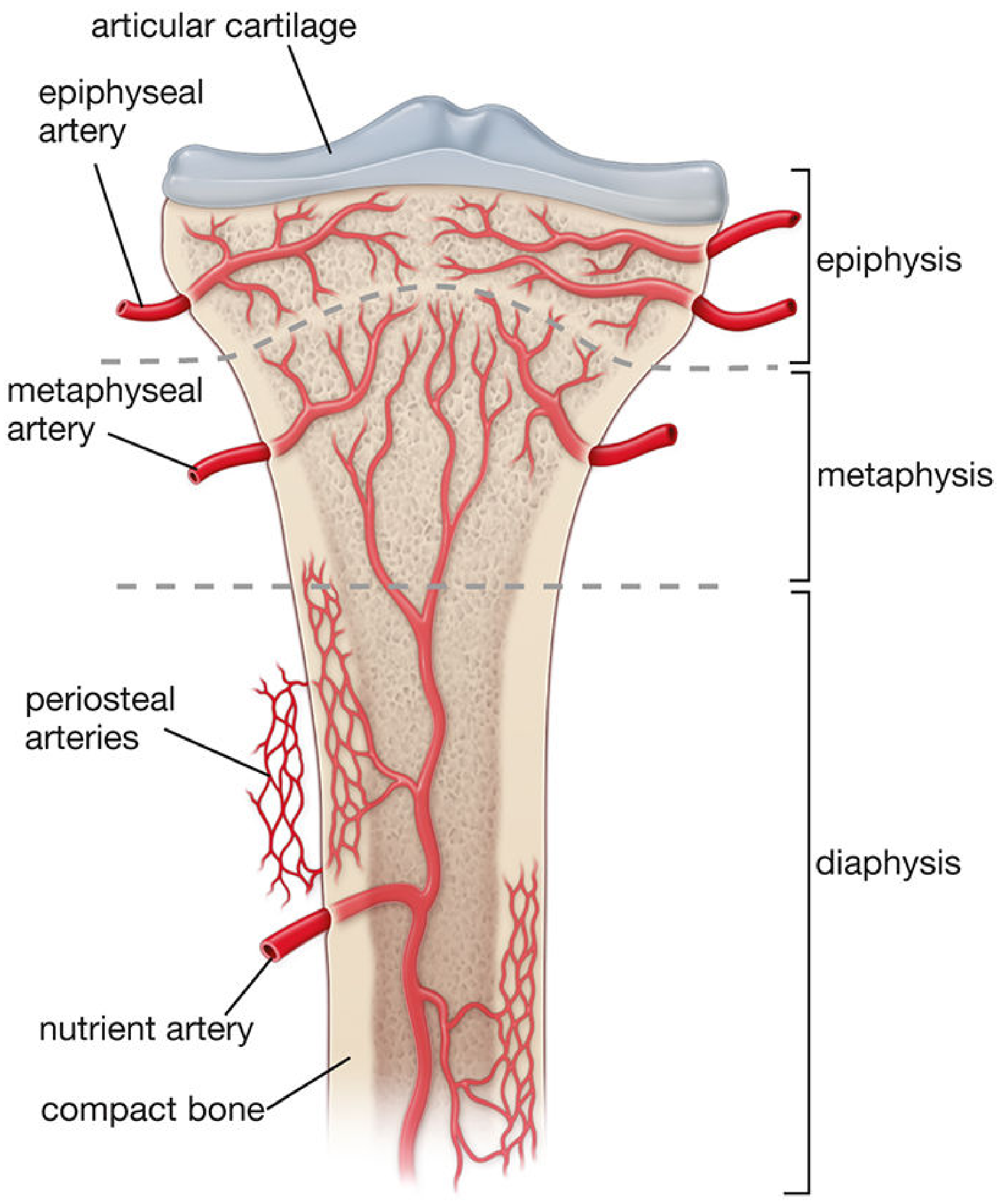 Blood supply diagram of a long bone showing nutrient artery, metaphyseal, epiphyseal, and periosteal arteries
