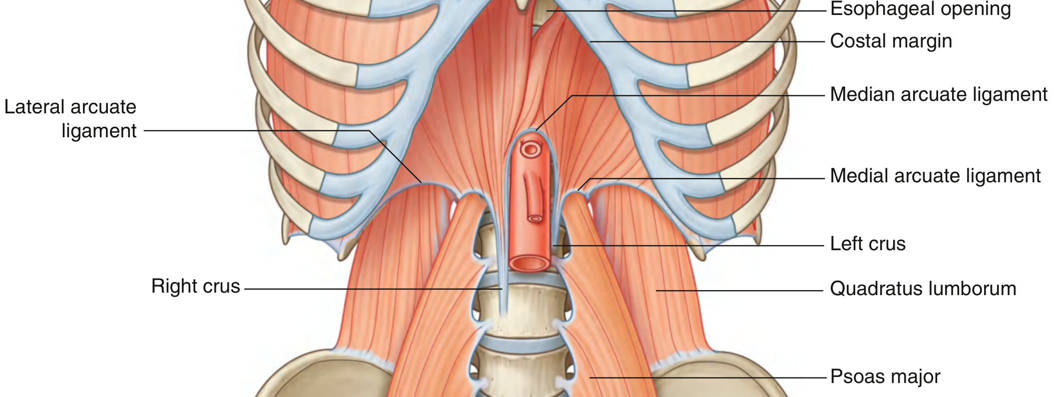 Posterior diaphragm showing right crus (to L3), left crus (to L2), median arcuate ligament crossing aorta, medial arcuate ligament over psoas, lateral arcuate ligament over quadratus lumborum