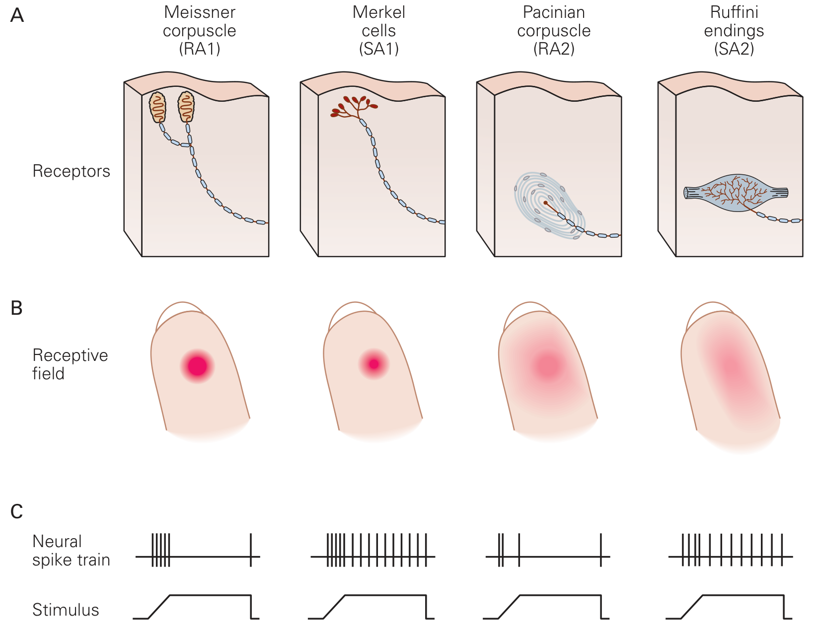 Four mechanoreceptor types showing spike trains for Meissner corpuscle (RA1), Merkel cells (SA1), Pacinian corpuscle (RA2), and Ruffini endings (SA2)