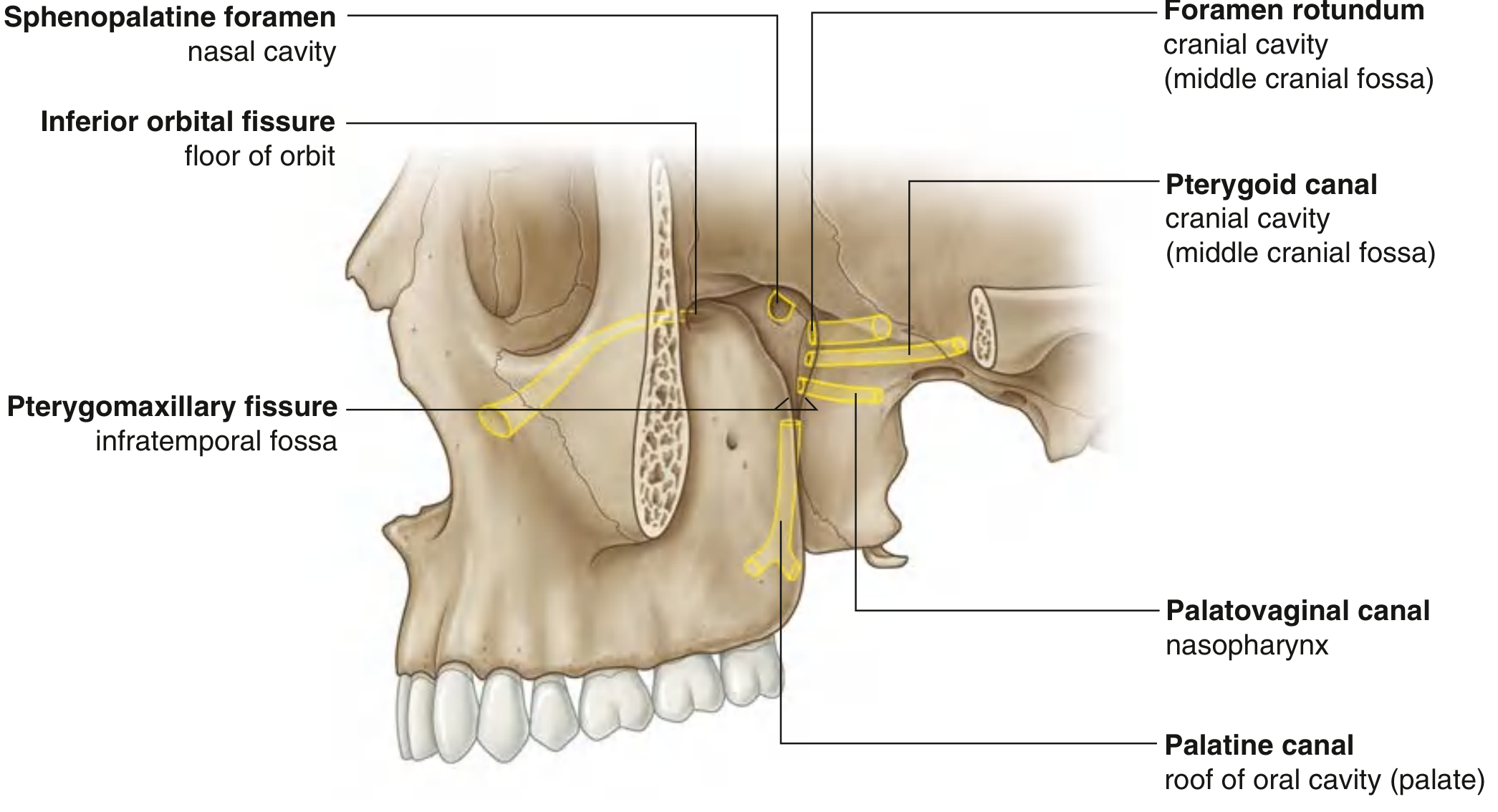 Gateways of the Pterygopalatine Fossa - Gray's Anatomy