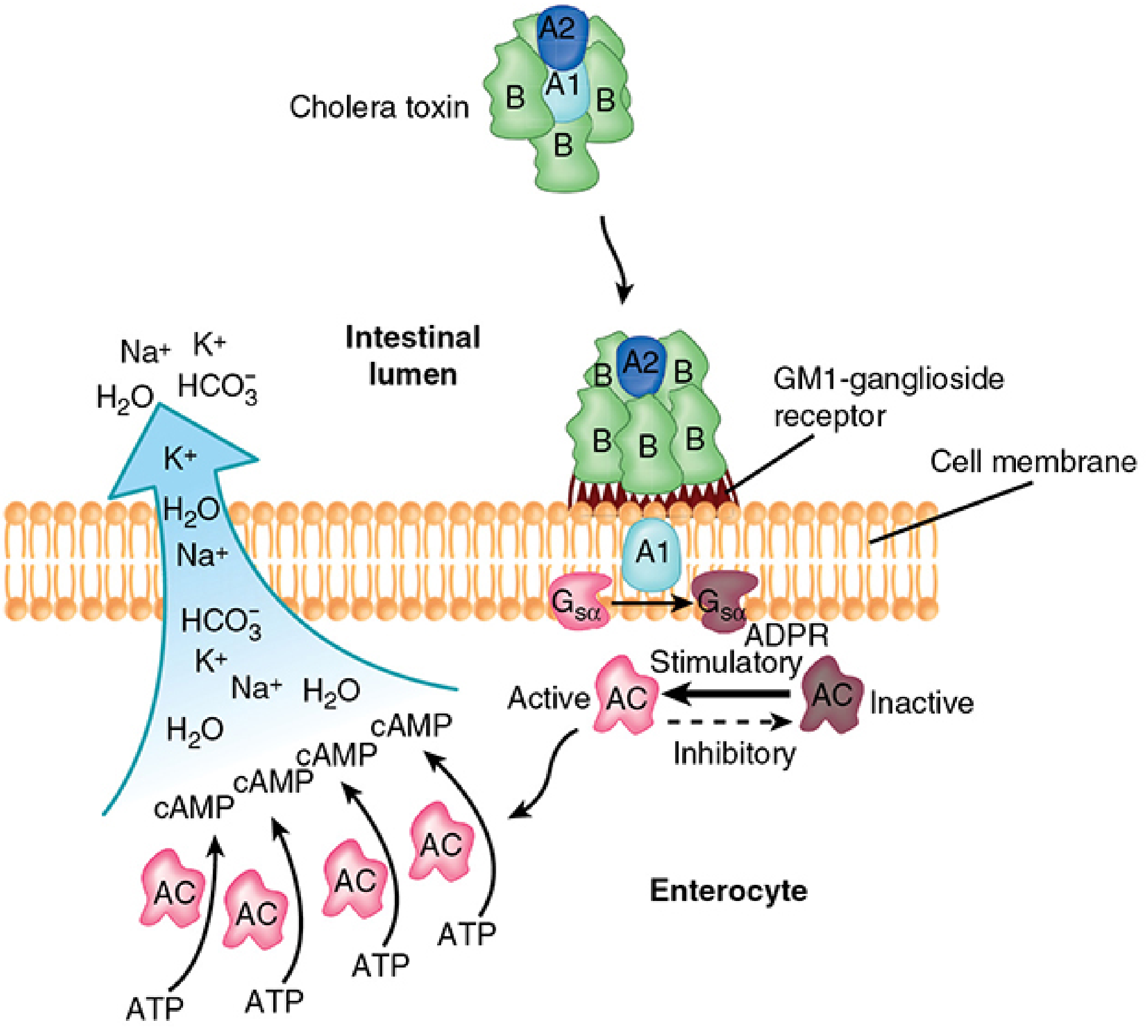 Cholera Toxin Mechanism of Action