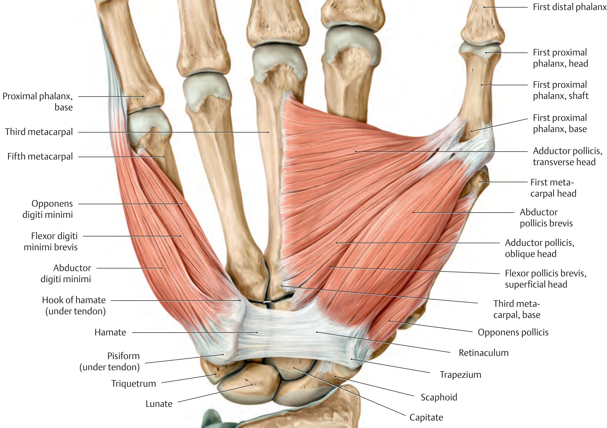 Thenar and hypothenar muscles - anterior (palmar) view, right hand