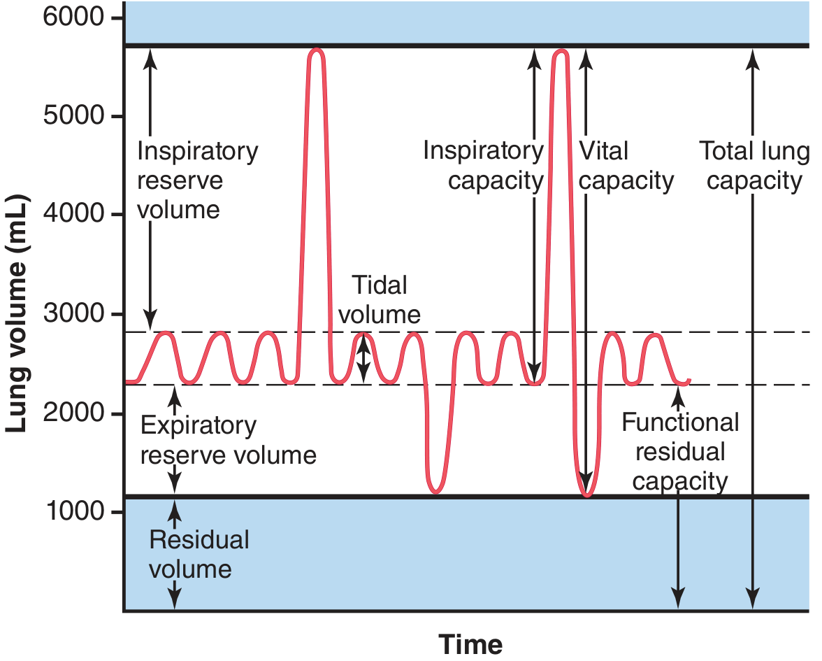 Spirogram showing respiratory excursions and lung-volume terms