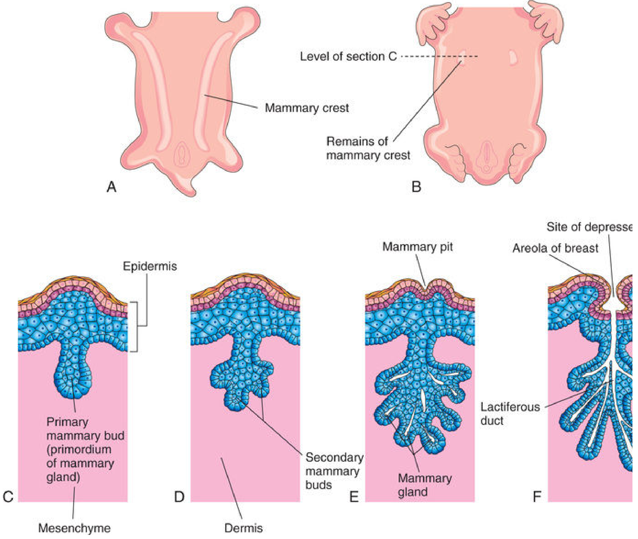 Development of mammary gland - mammary crest to lactiferous ducts