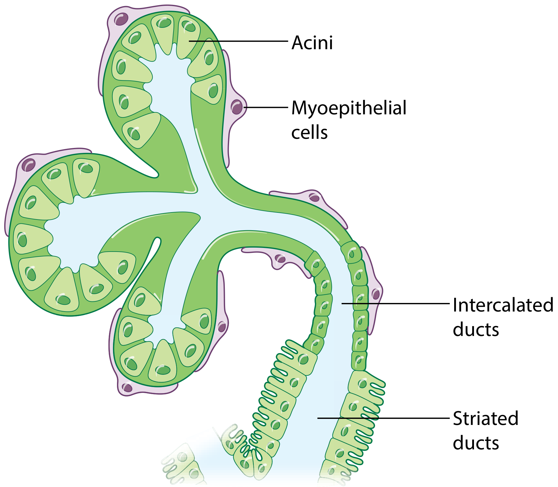 Diagram of the normal salivary gland unit showing acini, myoepithelial cells, intercalated ducts, and striated ducts