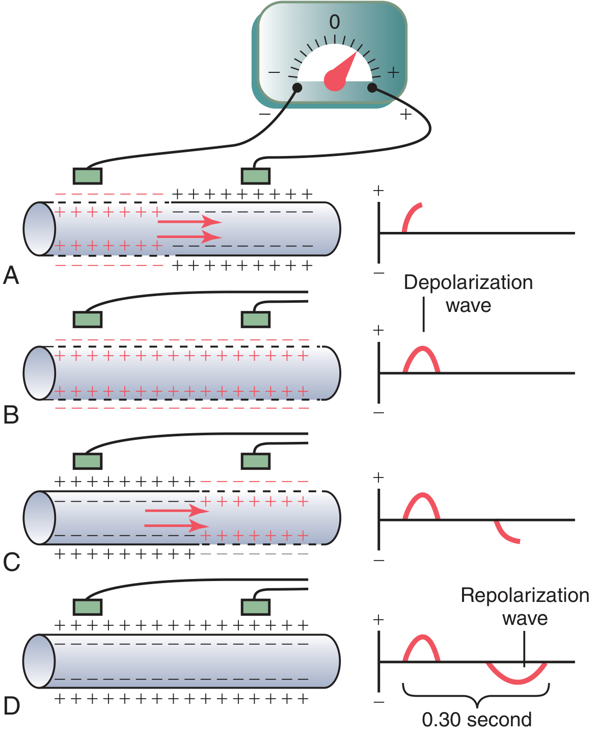 Recording the depolarization wave (A-B) and repolarization wave (C-D) from a cardiac muscle fiber