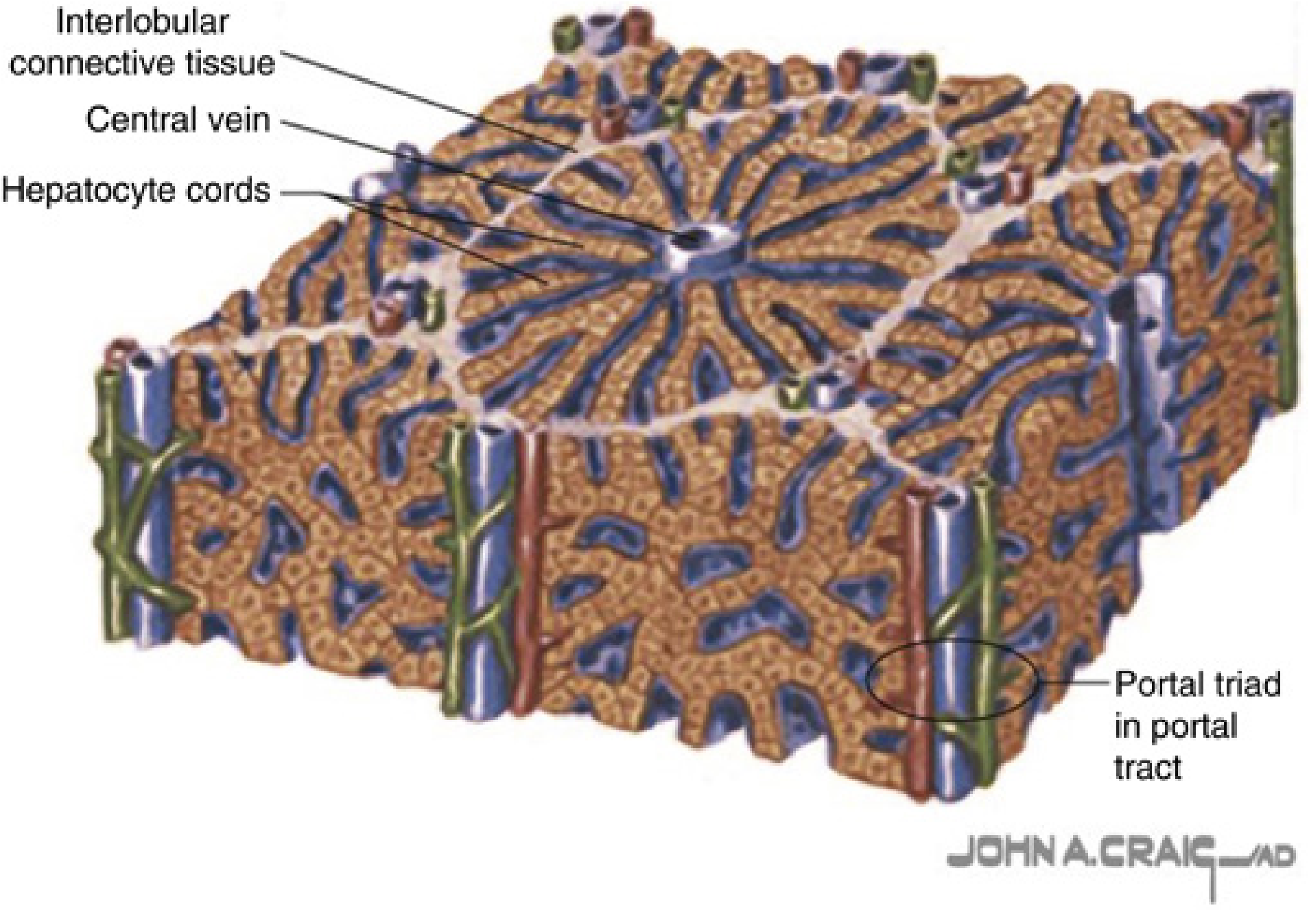 3D Hepatic Lobule - Miller's Anesthesia