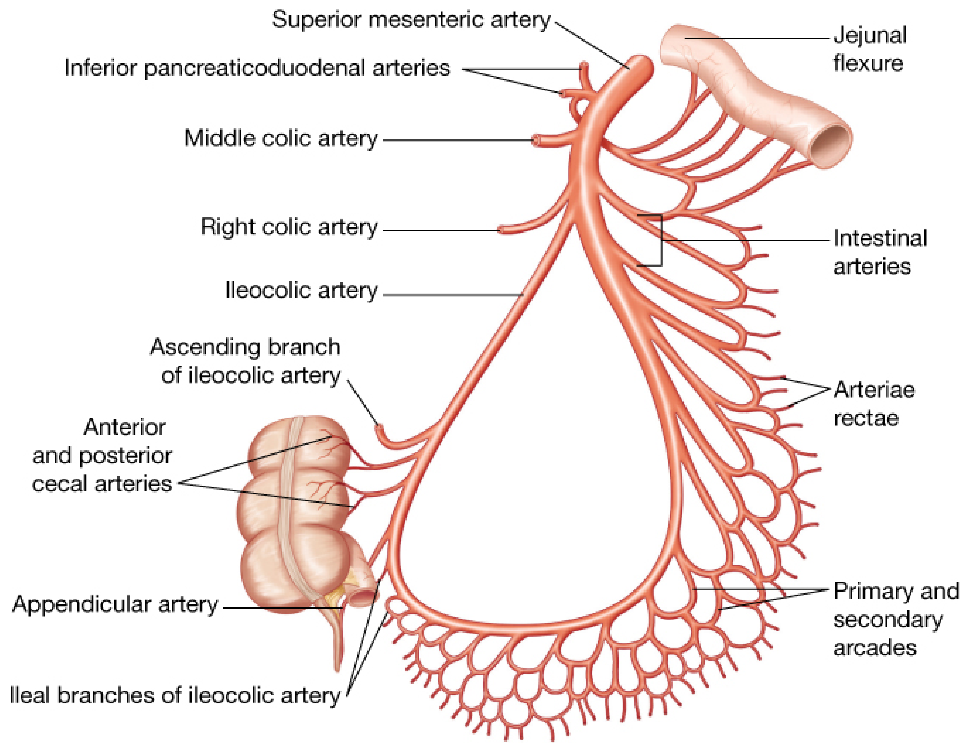 Blood supply of jejunum and ileum showing SMA, arterial arcades, arteriae rectae (vasa recta), and branches to cecum and appendix - Fischer's Mastery of Surgery