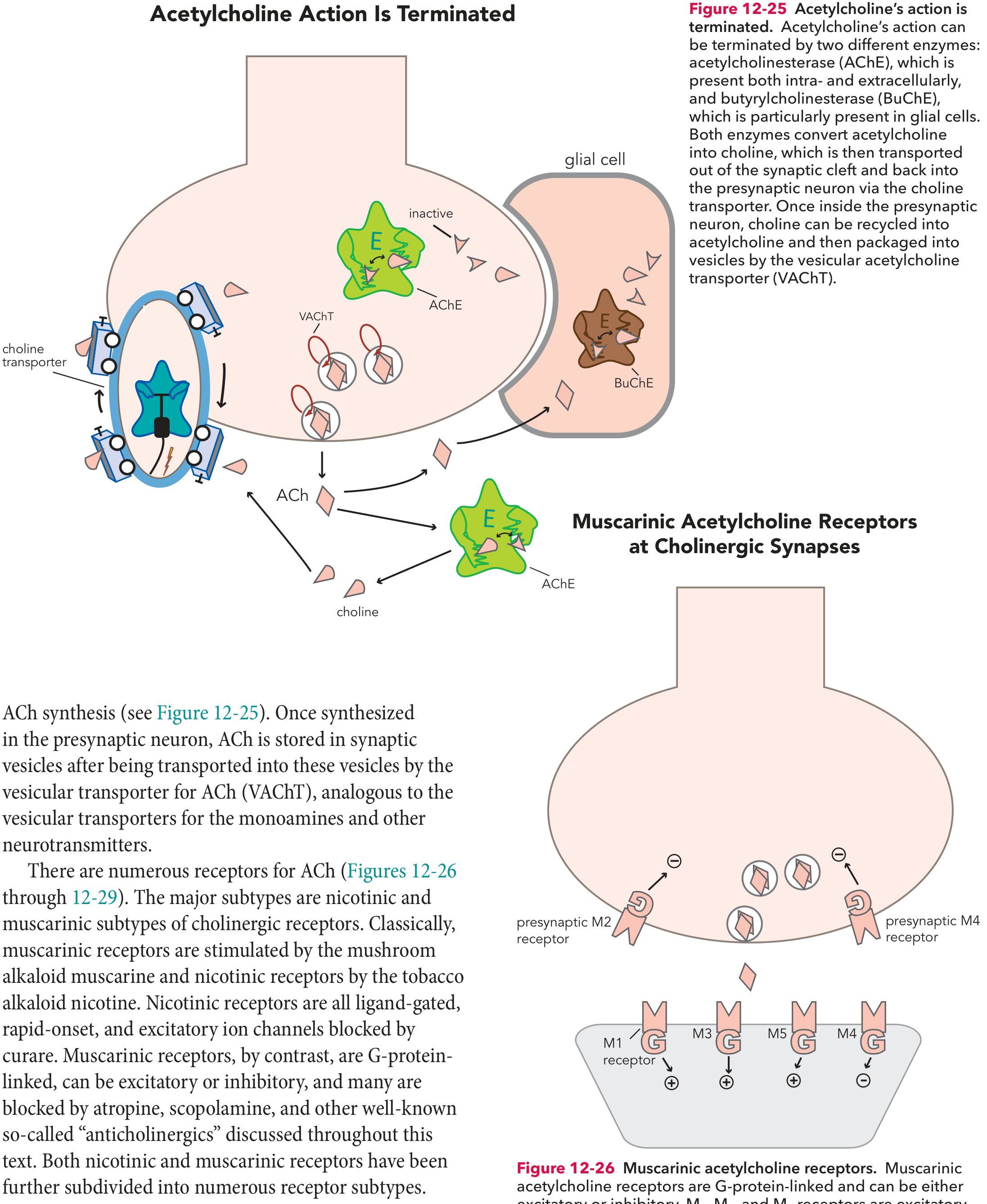 Muscarinic Acetylcholine Receptors - Stahl's Essential Psychopharmacology