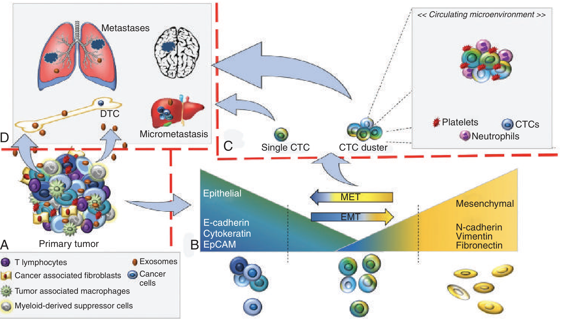 Metastatic cascade diagram showing primary tumor, EMT/MET plasticity, CTC circulation, and distant metastasis