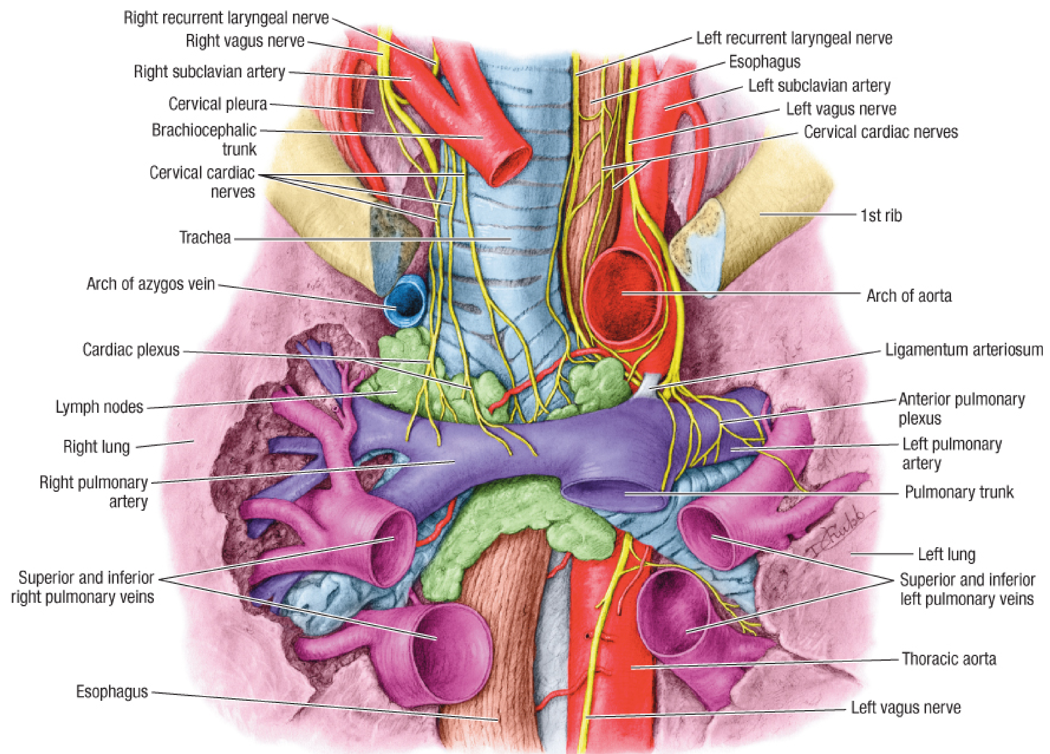 Phrenic nerve and mediastinal relations