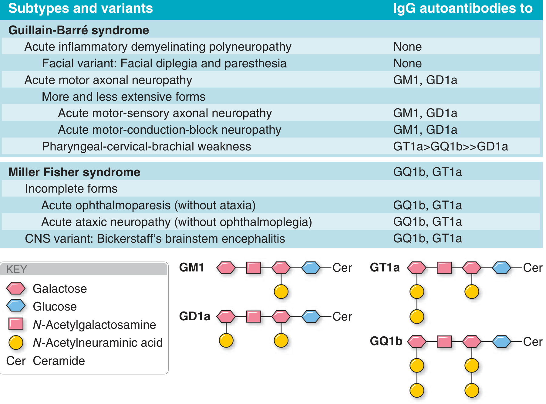 GBS subtypes and autoantibodies