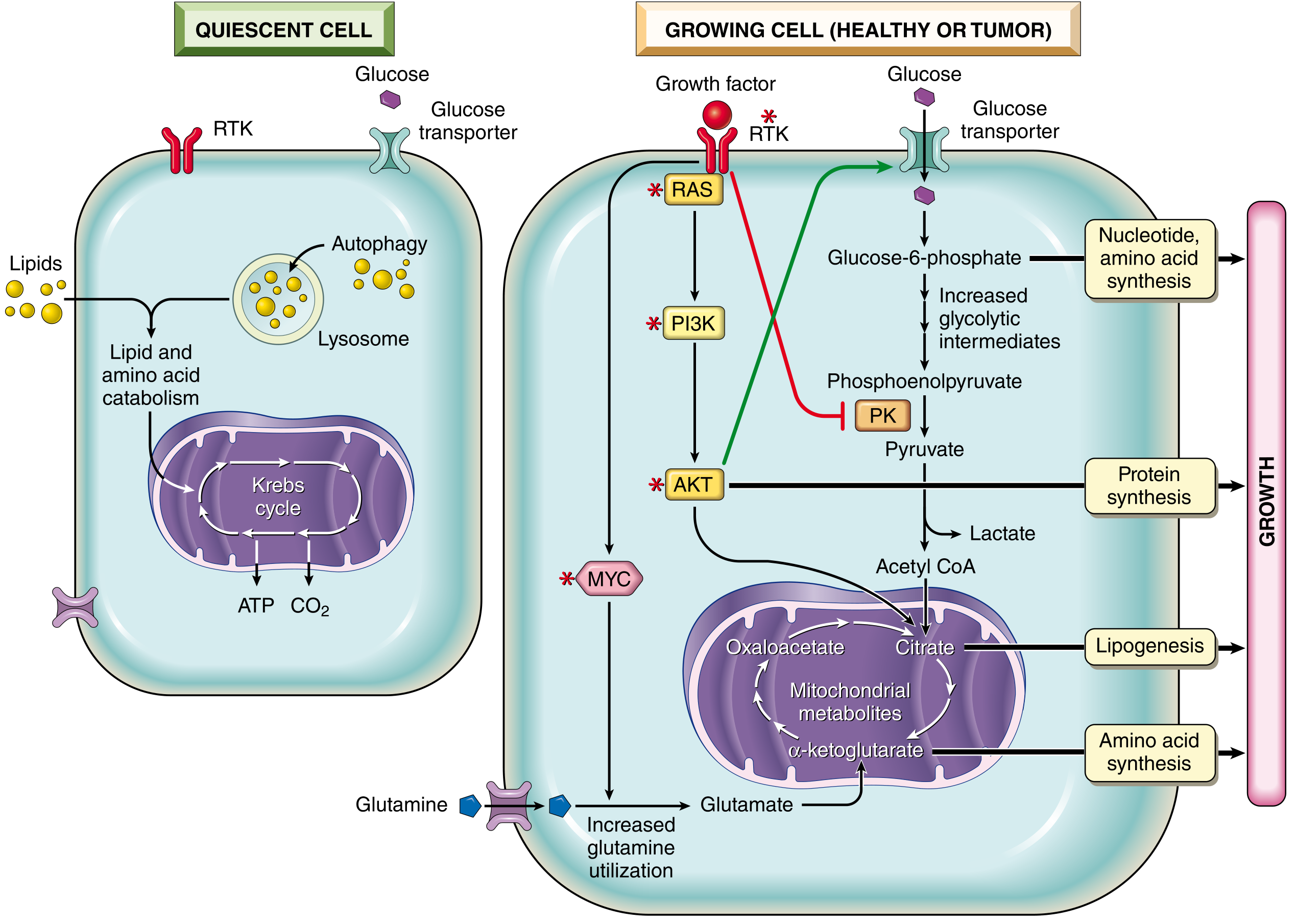 Metabolism and cell growth - Robbins Pathology, Fig. 7.31. Quiescent cells rely on the Krebs cycle; growing/tumor cells co-opt oncogenic RTK/RAS/PI3K/AKT/MYC signaling to upregulate glucose and glutamine uptake and channel intermediates into biosynthesis.