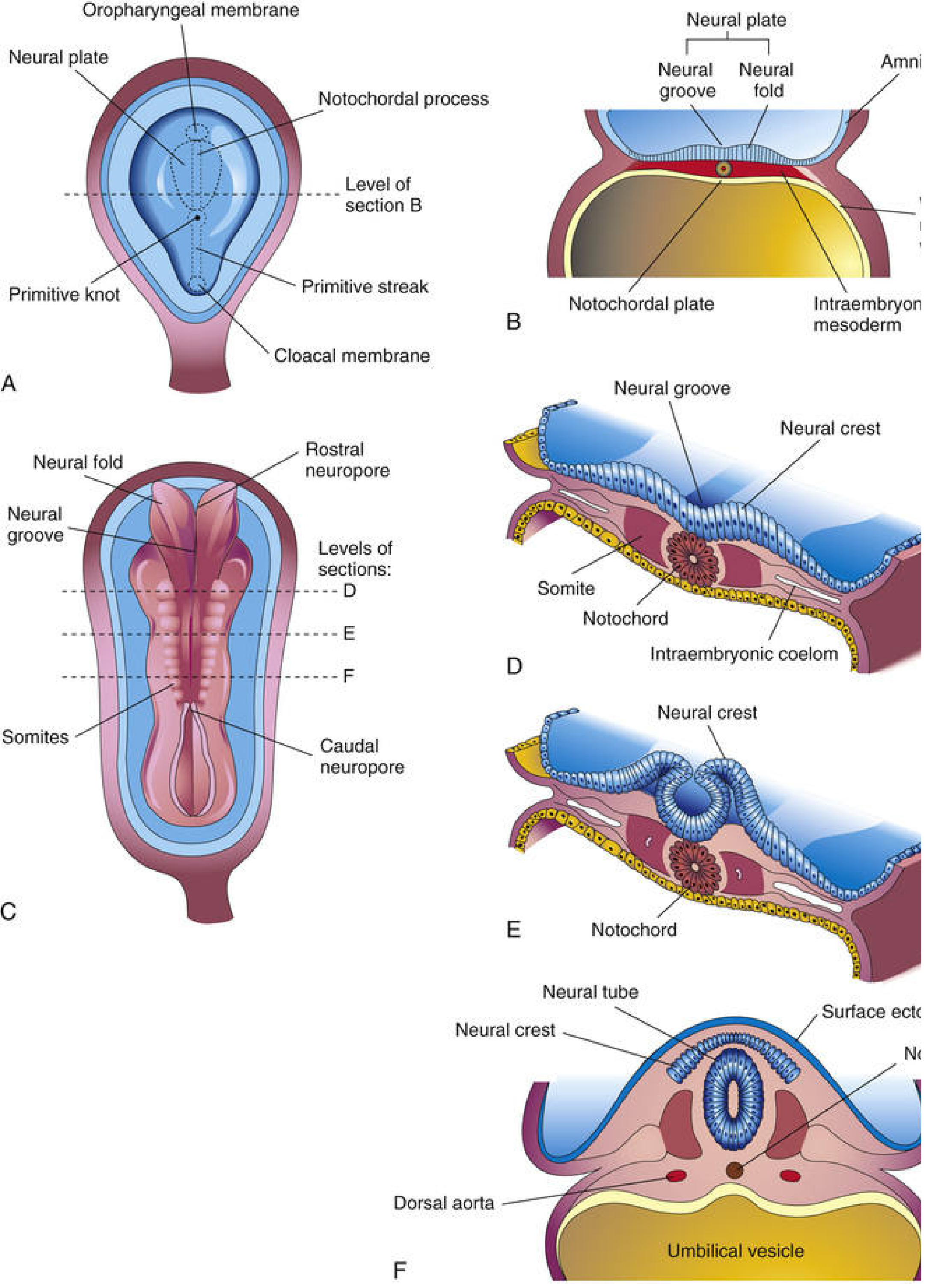 Neural plate folding to form neural tube - showing neural groove, neural crest, and neural tube formation across developmental stages