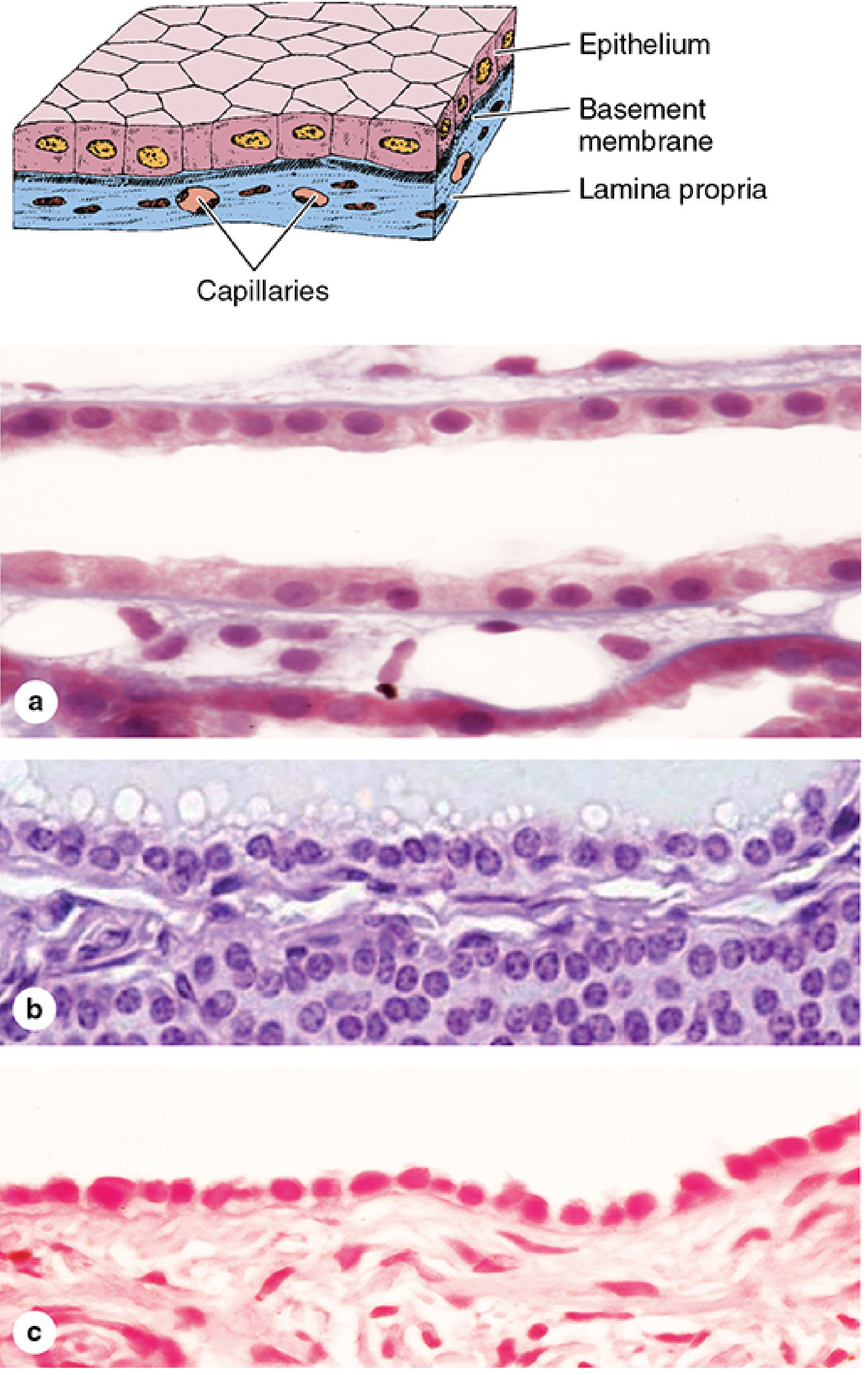 Simple cuboidal epithelium: 3D diagram showing cube-shaped cells with round central nuclei on basement membrane above lamina propria; micrographs from renal tubule, thyroid follicle, and ovary surface