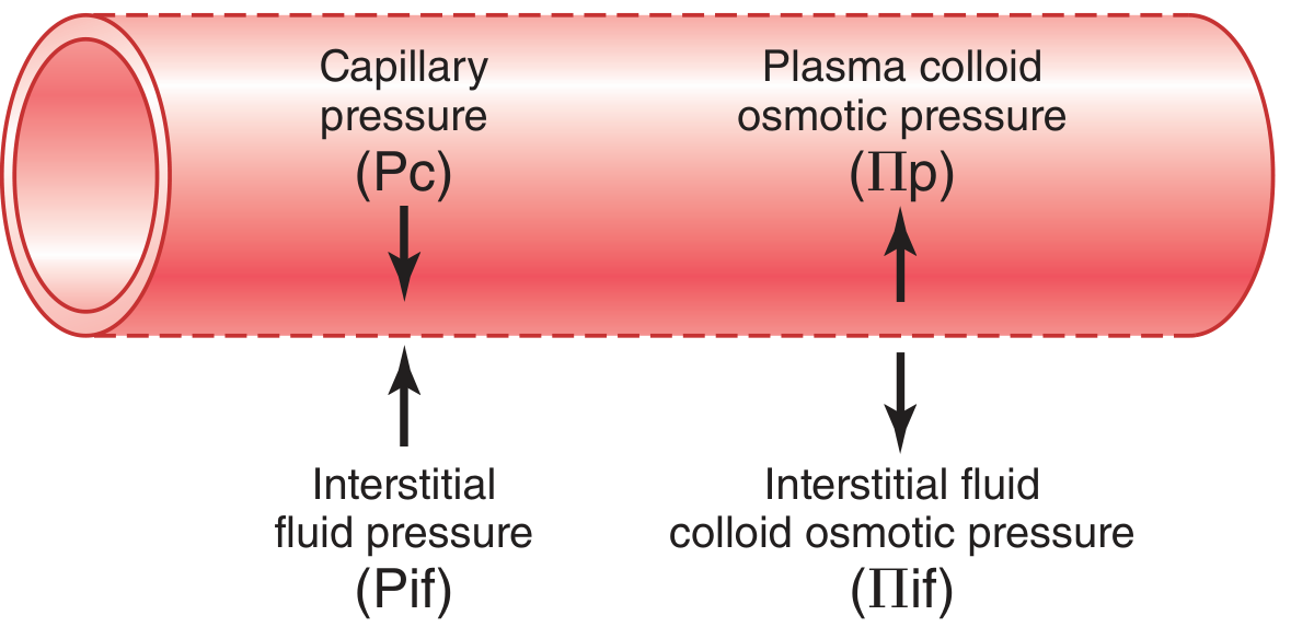 Starling forces at the capillary membrane