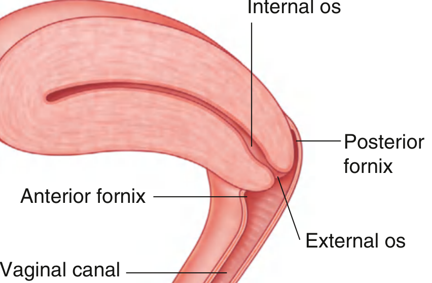 Diagram of the vaginal canal showing the anterior and posterior fornix