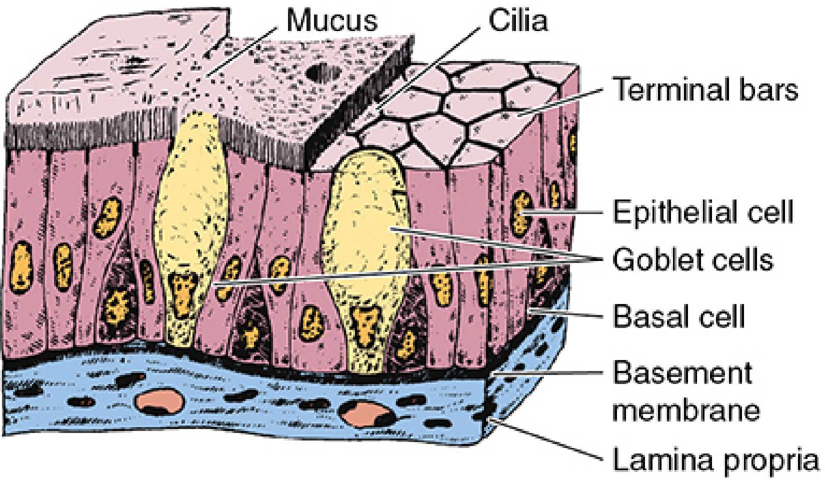 Pseudostratified columnar epithelium 3D diagram: cells of varying heights with nuclei at different levels giving a false stratified appearance; goblet cells, cilia (mucus), basal cells, basement membrane, and lamina propria all labeled
