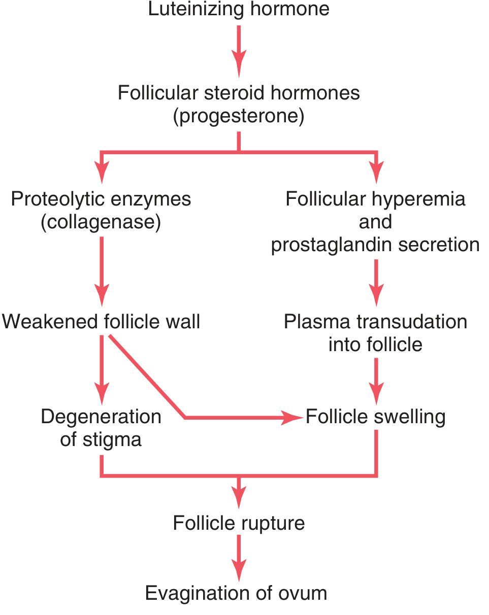 Postulated mechanism of ovulation — Guyton & Hall