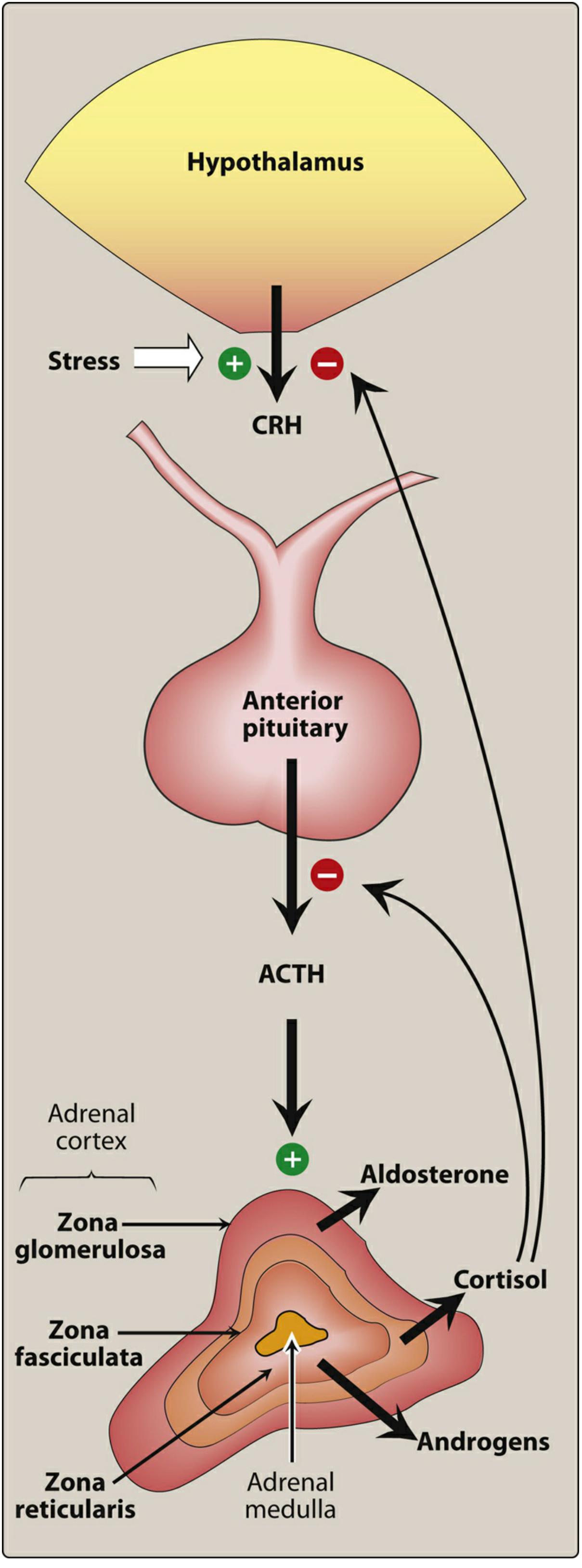 Figure 26.2 - Stress → CRH (hypothalamus) → ACTH (anterior pituitary) → Adrenal cortex. Zona glomerulosa → Aldosterone; Zona fasciculata → Cortisol; Zona reticularis → Androgens. Cortisol feeds back to inhibit both CRH and ACTH.
