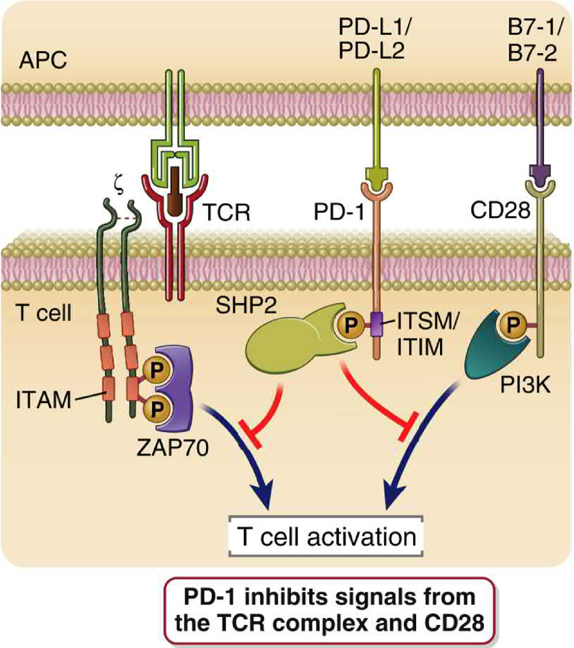 PD-1 mechanism of action - Abbas Fig. 15.7