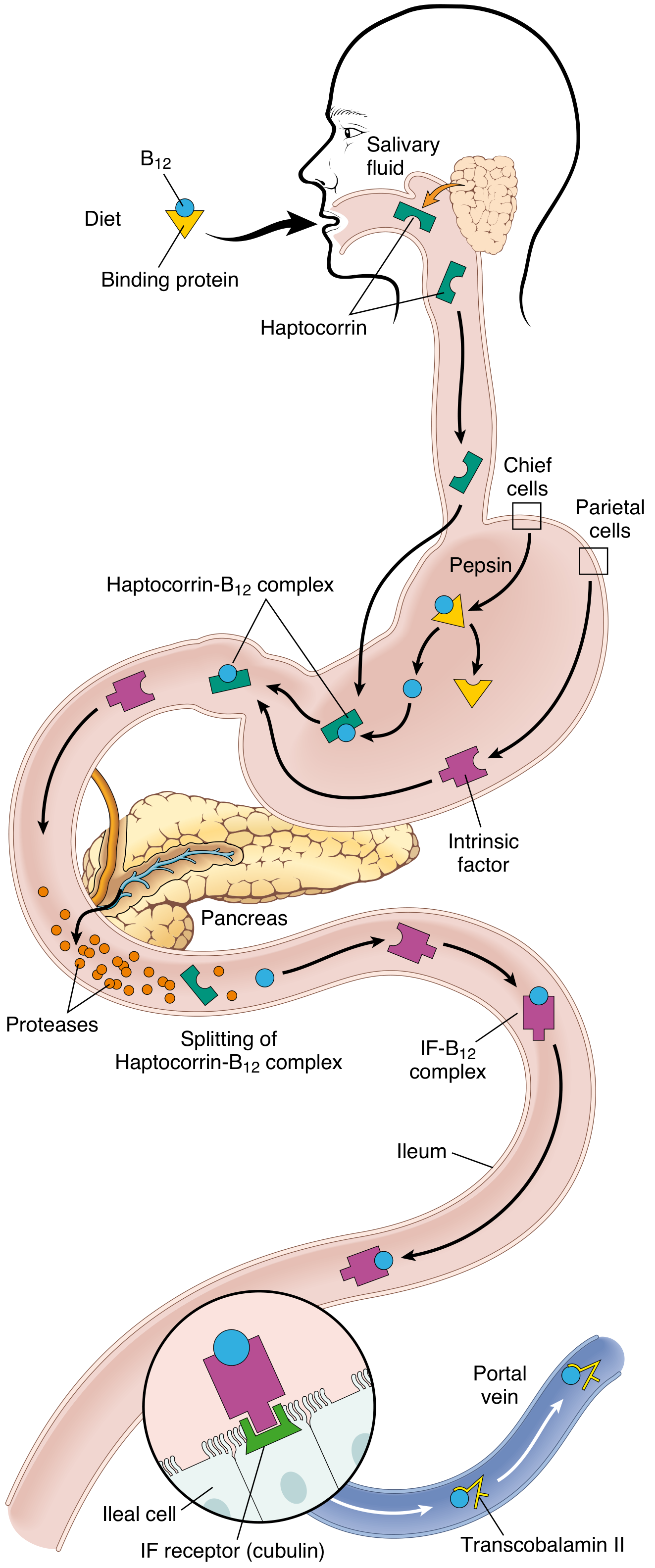 Vitamin B12 absorption diagram showing haptocorrin, intrinsic factor, ileal cubilin receptor, and transcobalamin II