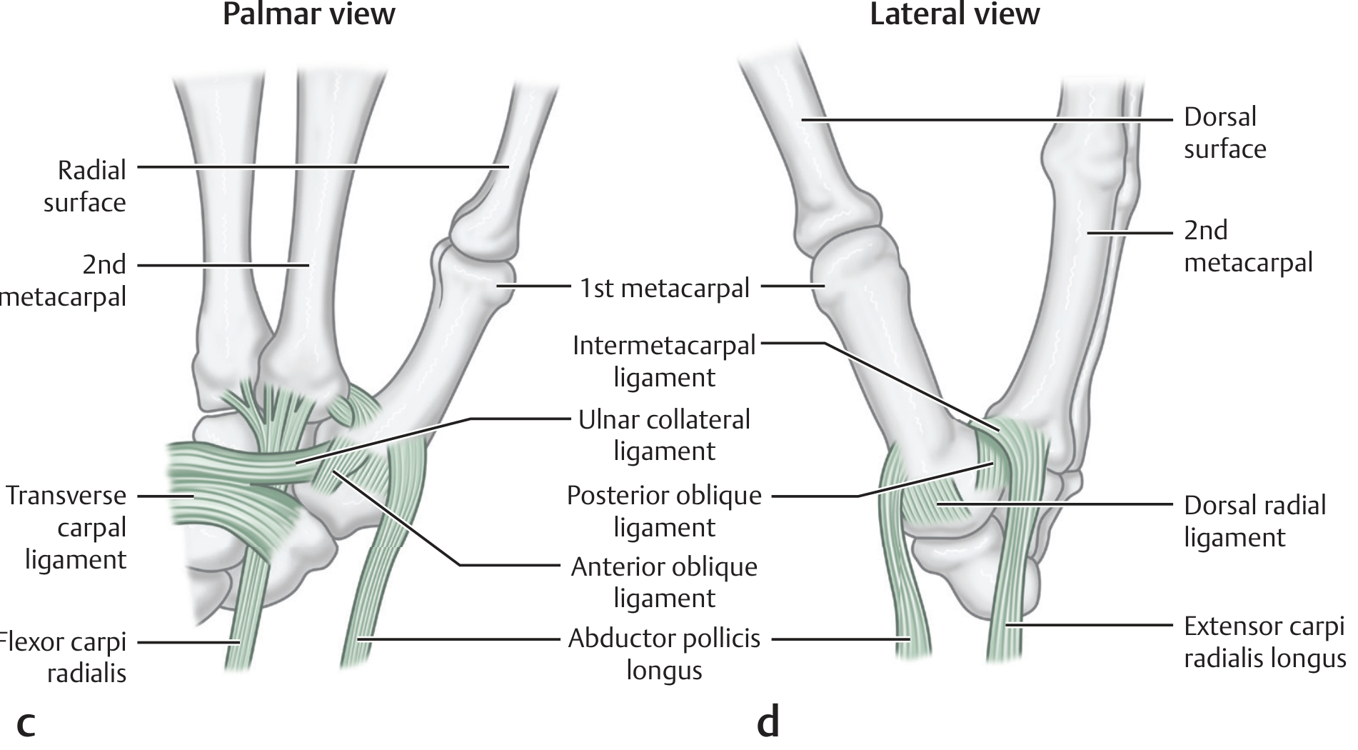 Ligaments of the 1st CMC joint - palmar and lateral views