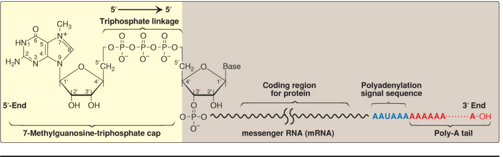 7-Methylguanosine triphosphate cap connected via unusual 5'-to-5' triphosphate linkage; poly-A tail at 3' end; polyadenylation signal AAUAAA