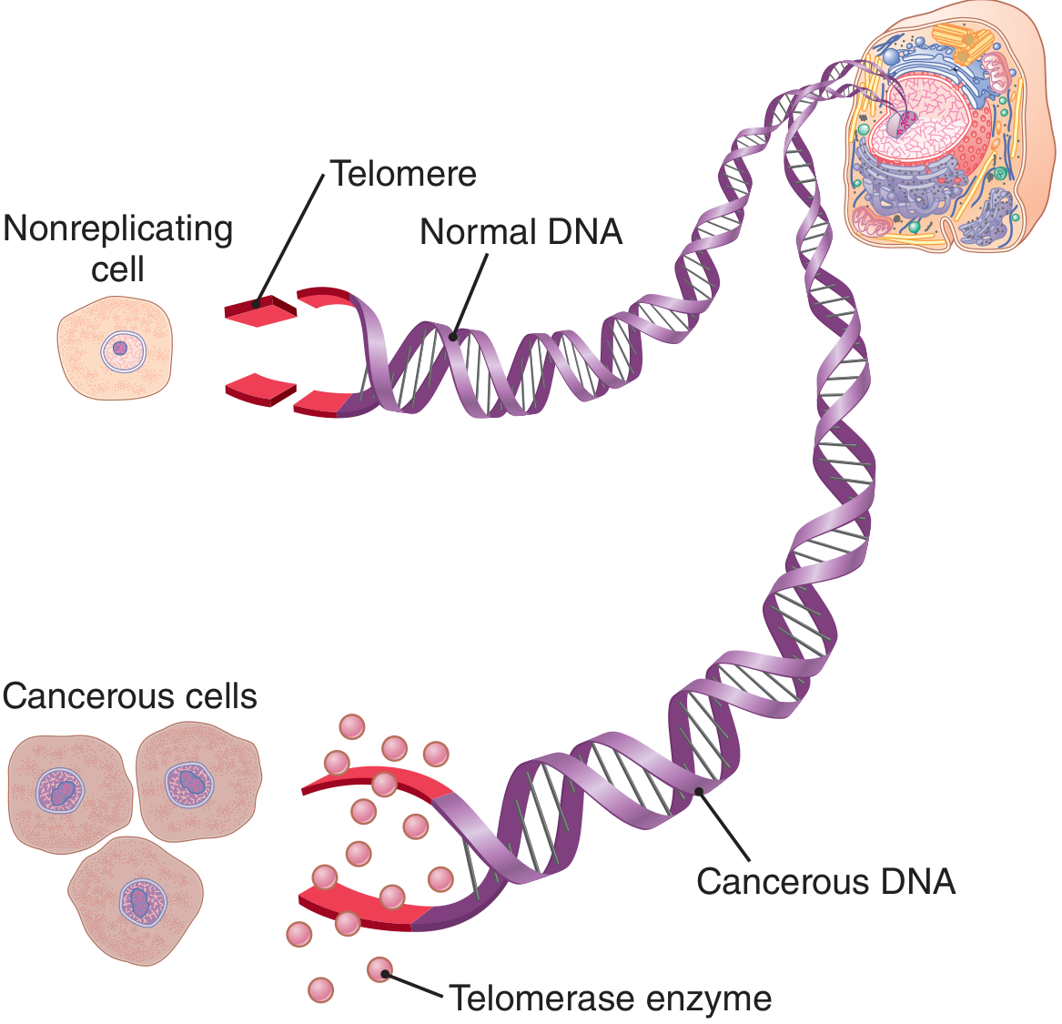 Telomere and Telomerase diagram from Guyton & Hall - showing telomere caps on normal DNA, and telomerase enzyme active in cancerous cells