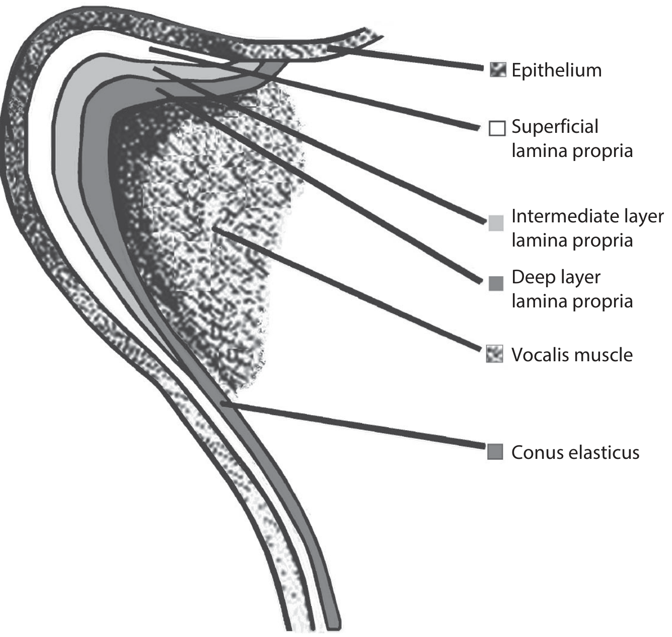Cross-section diagram of vocal fold layers showing epithelium, superficial/intermediate/deep lamina propria, vocalis muscle, and conus elasticus