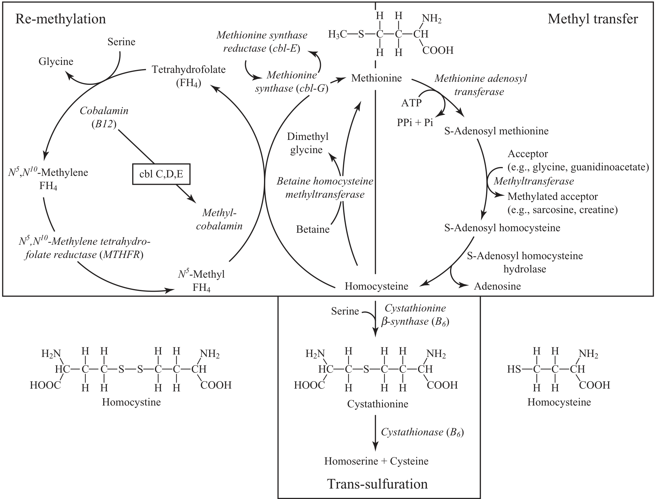 Sulfur amino acid metabolism and homocystinuria pathway