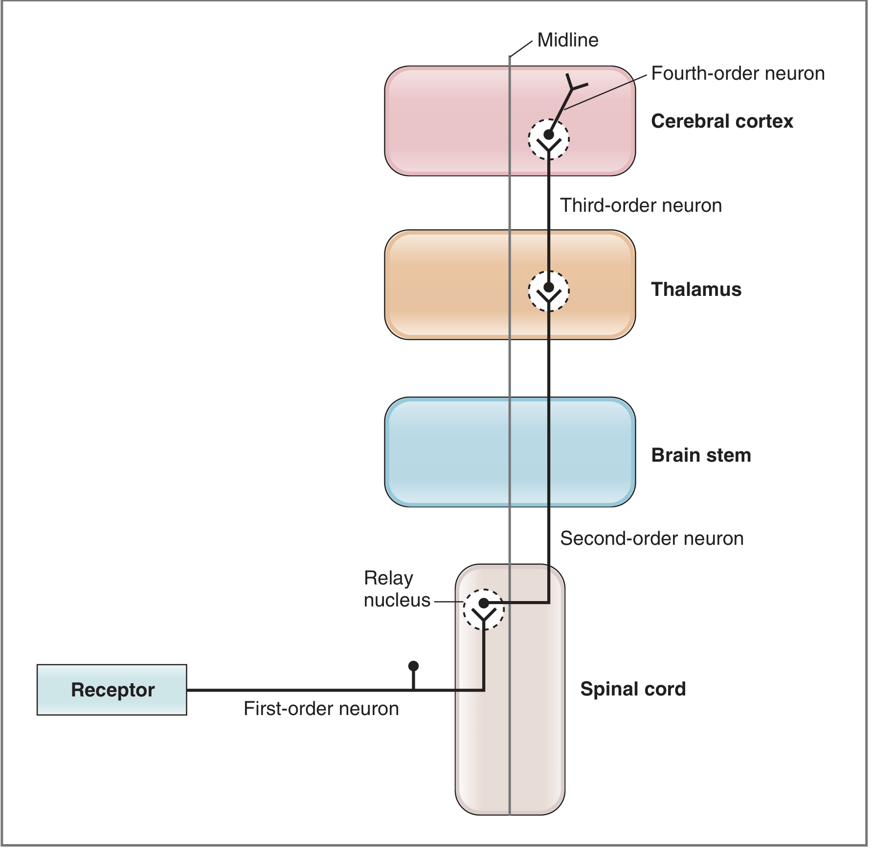 Schematic diagram of sensory pathways showing receptor → 1st order → 2nd order → 3rd order → 4th order neurons through spinal cord, brainstem, thalamus, and cerebral cortex