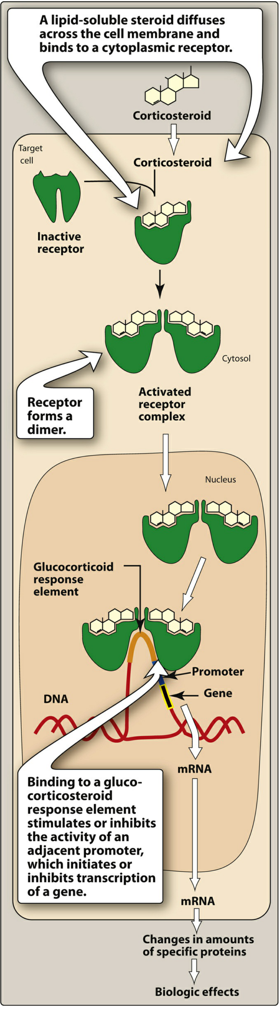 Figure 26.3 - Glucocorticoid diffuses into cell → binds cytoplasmic receptor → receptor dimerizes → translocates to nucleus → binds glucocorticoid response element (GRE) → stimulates or inhibits gene transcription → changes in protein synthesis → biologic effects