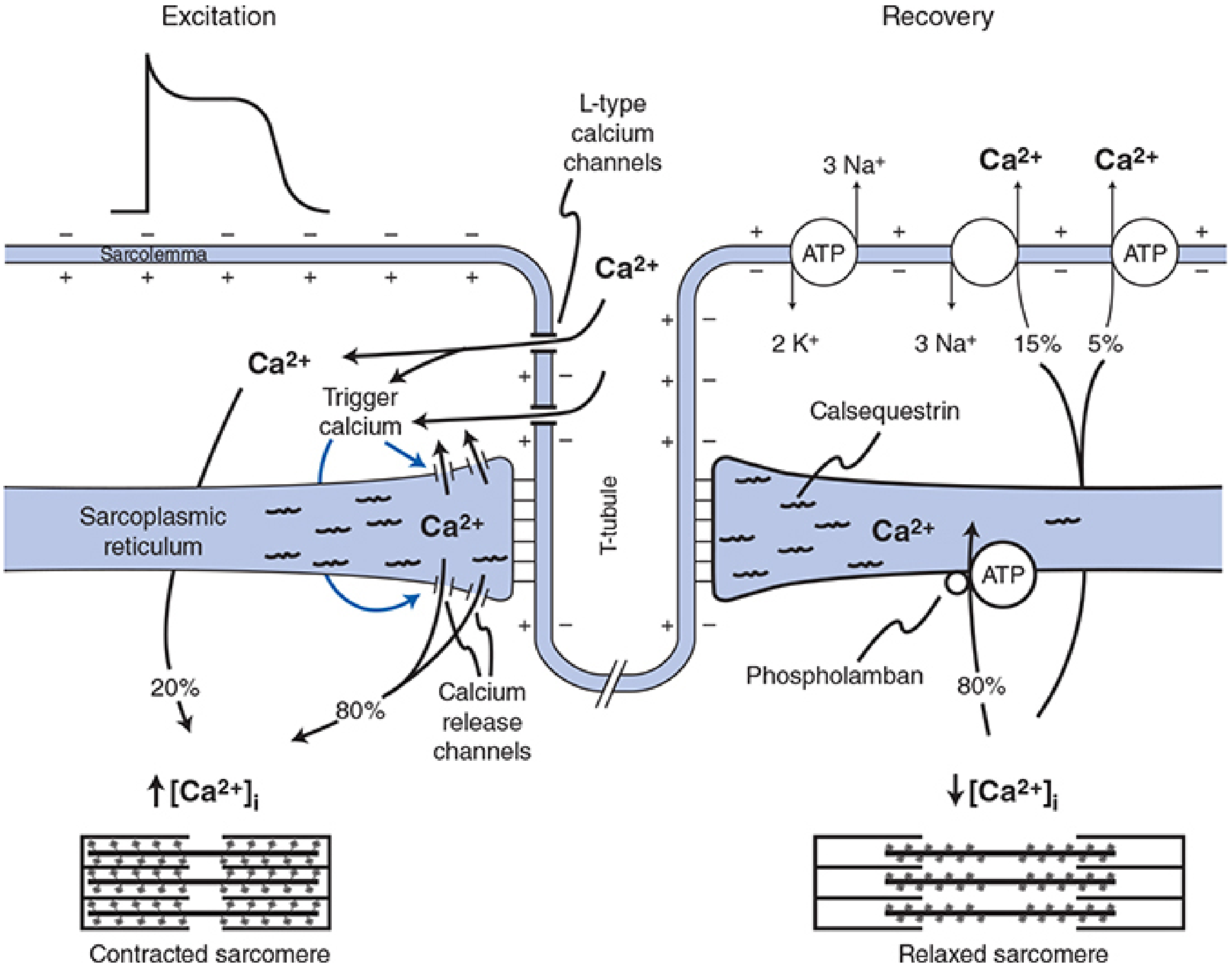 Cardiac EC coupling and relaxation: trigger Ca²⁺ via L-type channel → CICR via RyR2 → 80% SERCA2 re-uptake, 15% NCX extrusion (Morgan & Mikhail, Fig. 20-2)