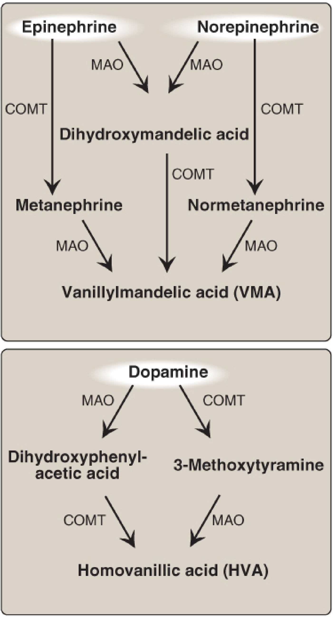 Dopamine metabolism pathways: MAO produces DOPAC; COMT produces 3-methoxytyramine; both converge to HVA