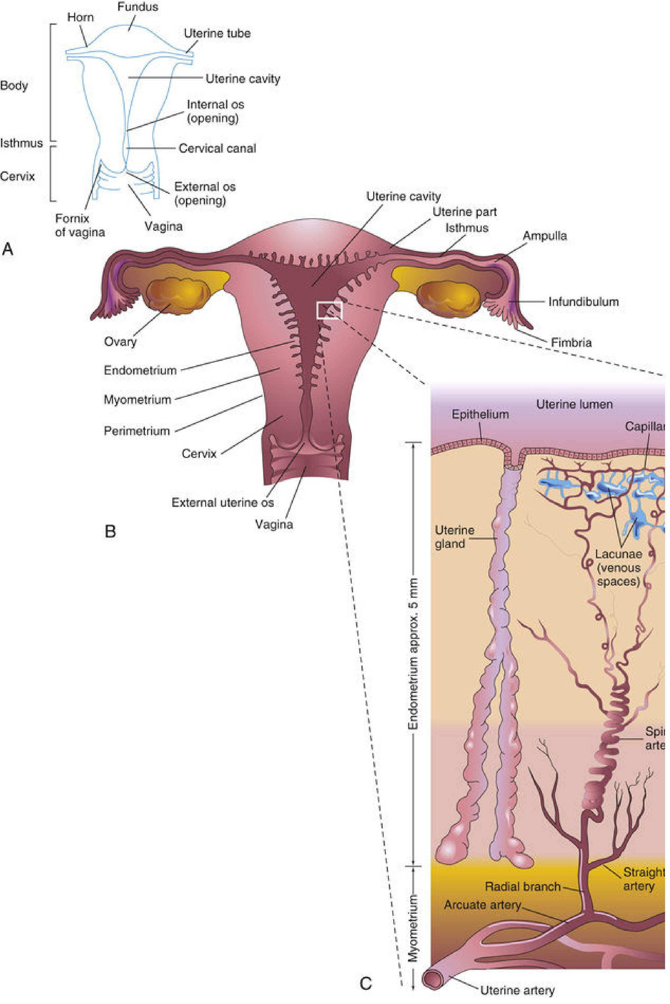 Diagram of uterus, uterine tubes, and endometrial blood supply with ovaries