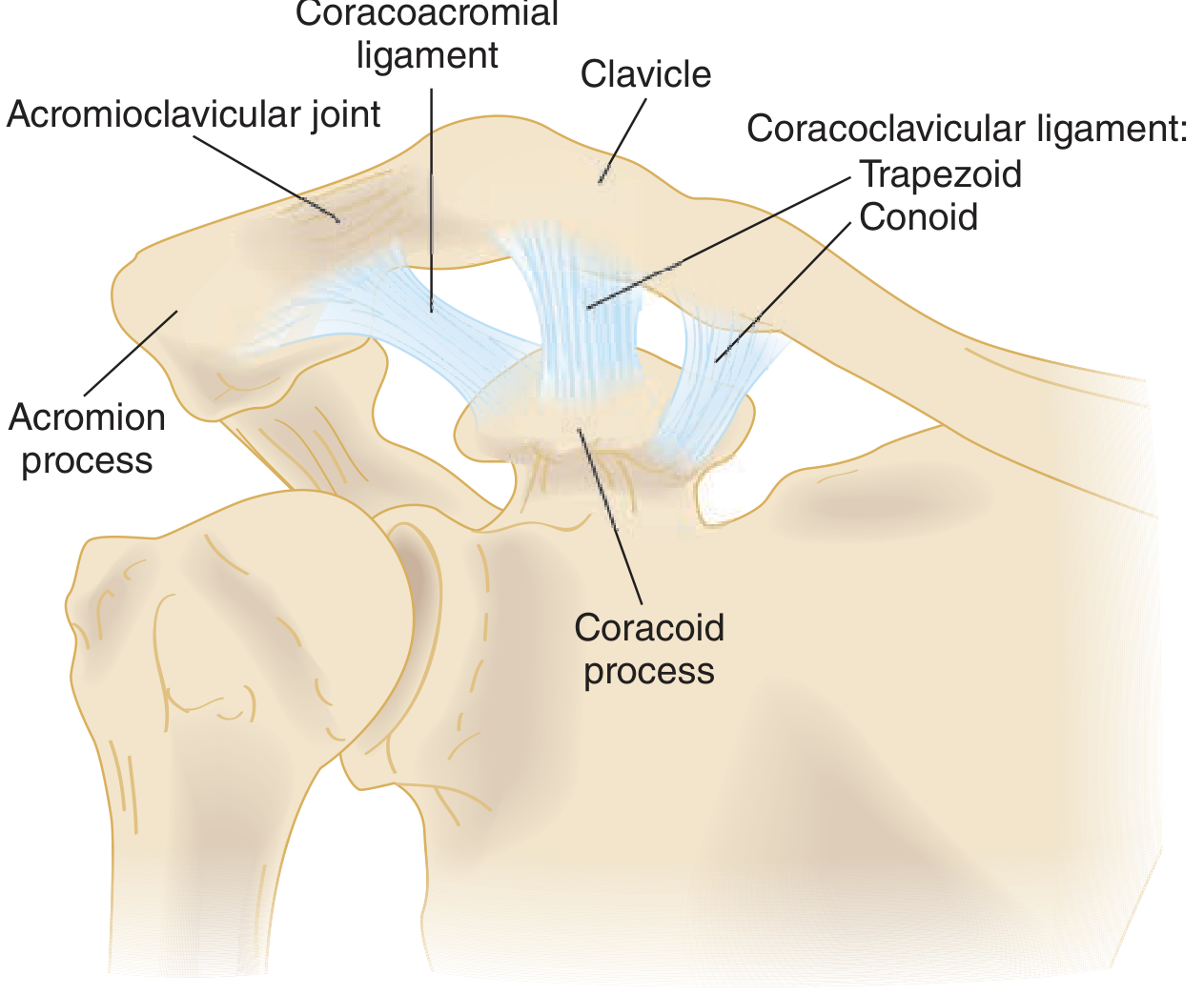 Anatomy of the acromioclavicular joint showing the clavicle, acromion process, coracoid process, coracoclavicular ligament (trapezoid and conoid), and coracoacromial ligament