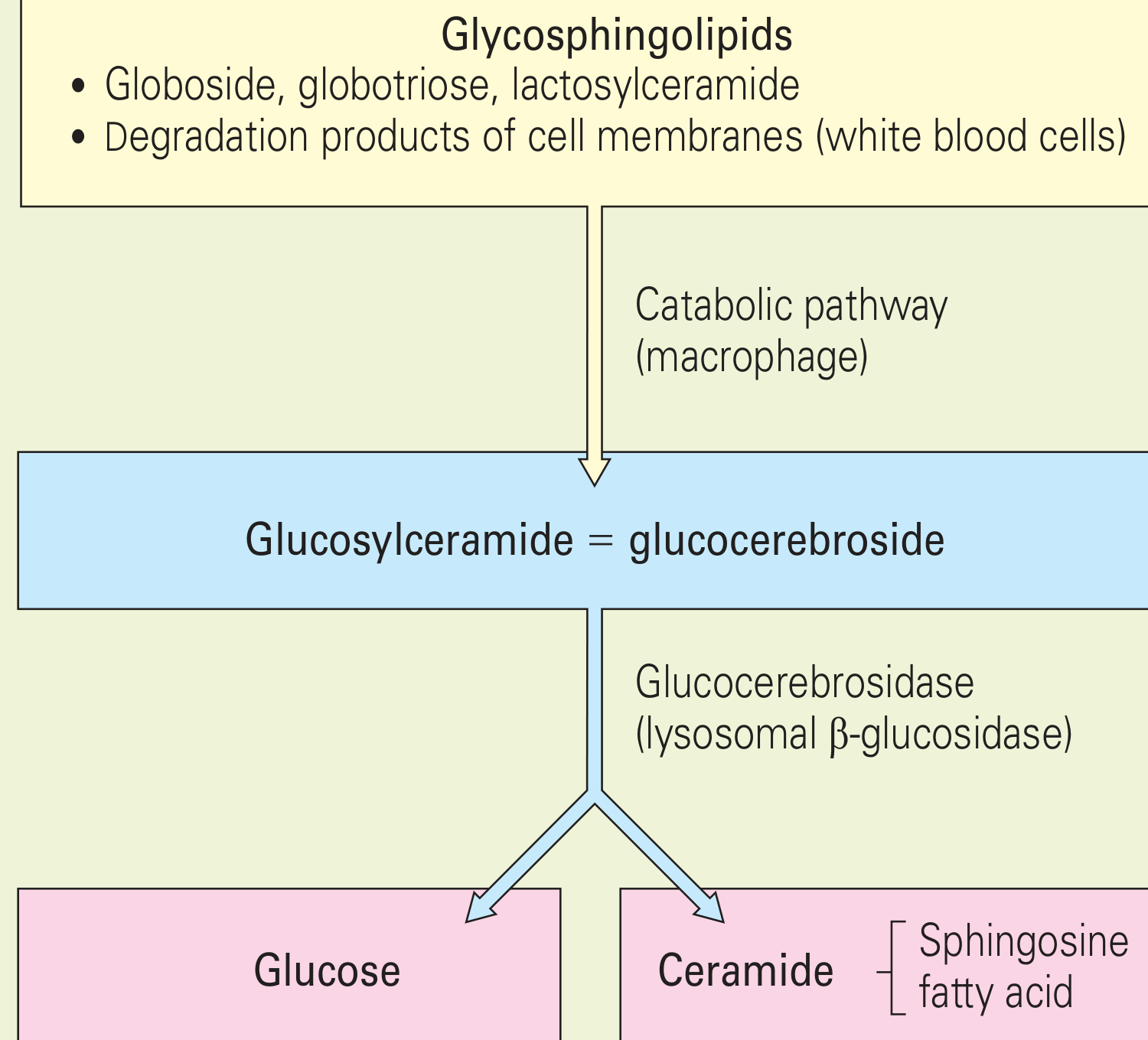 Glucosylceramide (glucocerebroside) metabolic pathway: Glycosphingolipids → Glucosylceramide → cleaved by glucocerebrosidase (lysosomal β-glucosidase) into Glucose + Ceramide (sphingosine + fatty acid)