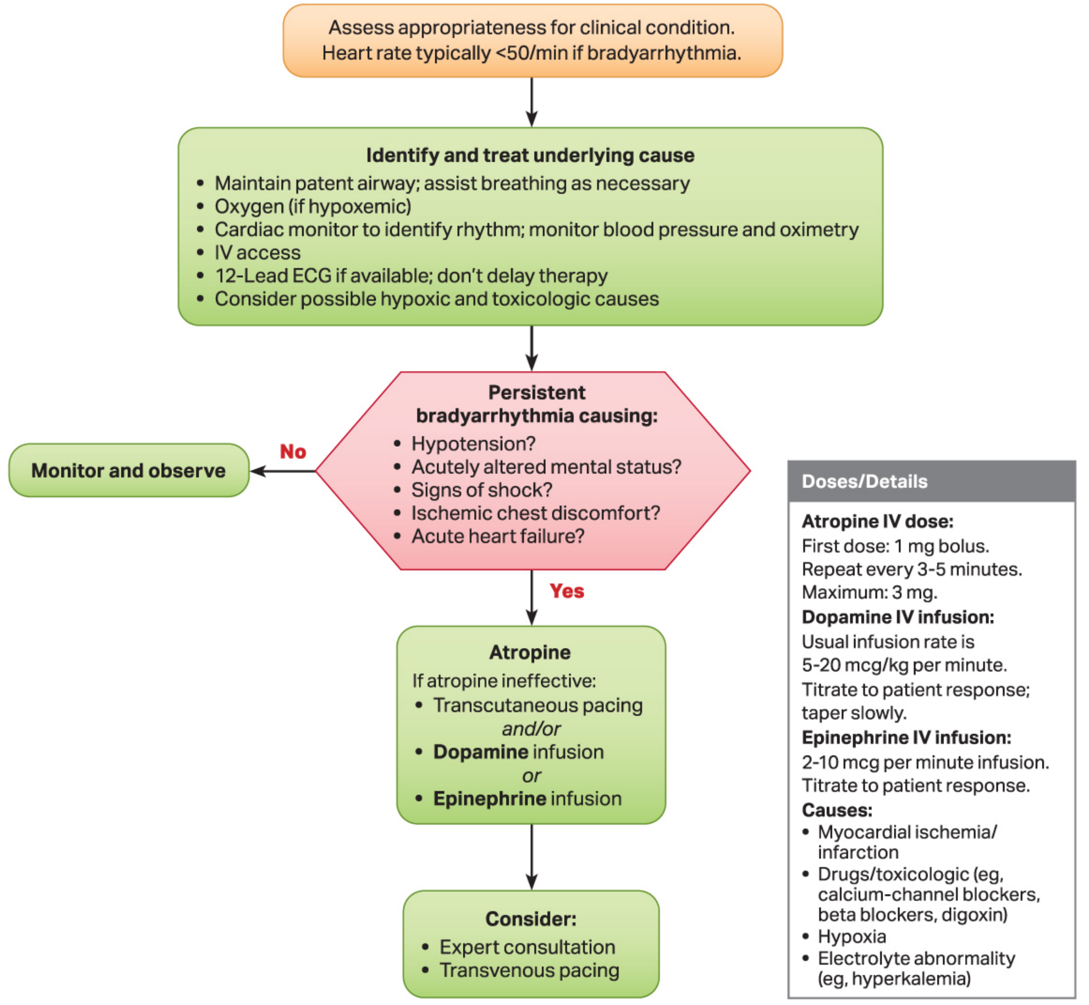 ACLS Adult Bradycardia Algorithm