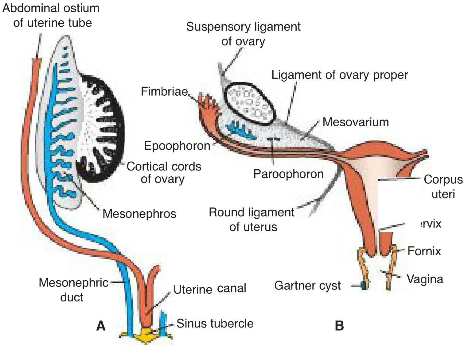 Langman's - Female genital duct development showing paramesonephric duct and remnants