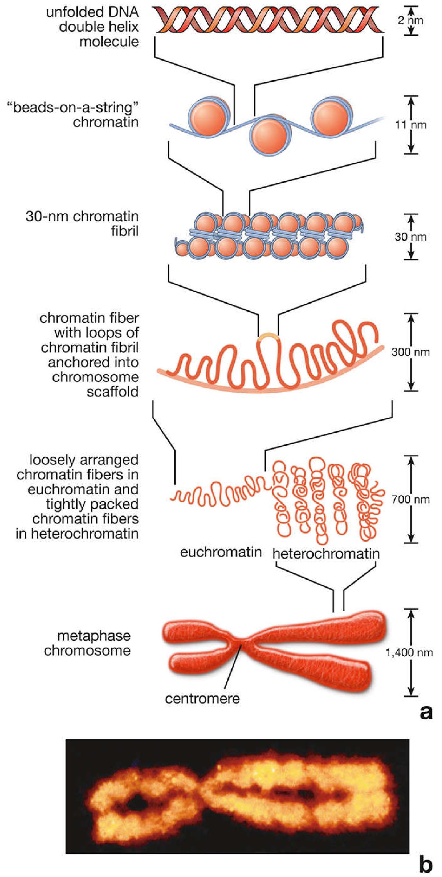 Sequential packaging of chromatin into chromosomal structure