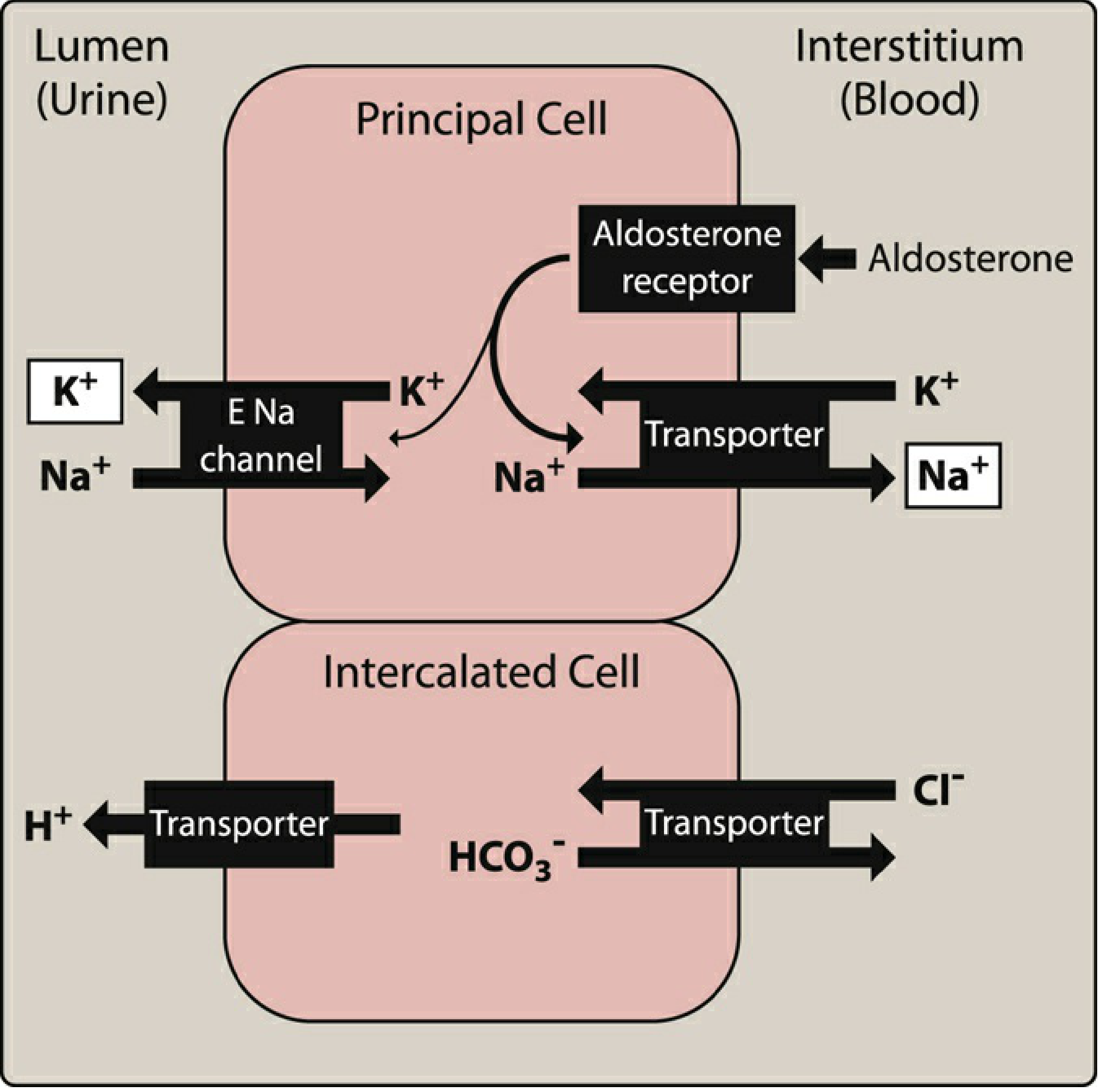 Collecting duct principal cell (top) showing aldosterone receptor regulating Na+/K+ ATPase and ENaC channels; intercalated cell (bottom) showing H+ secretion and HCO3- transport