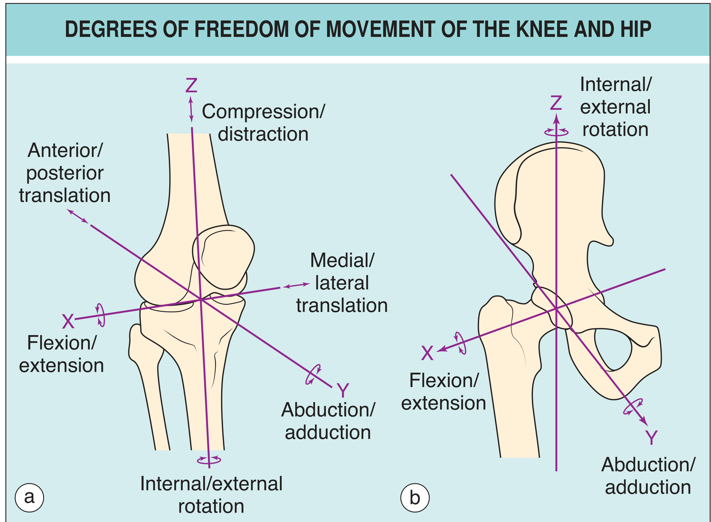 Degrees of freedom of movement at the knee and hip joints - axes X, Y, Z