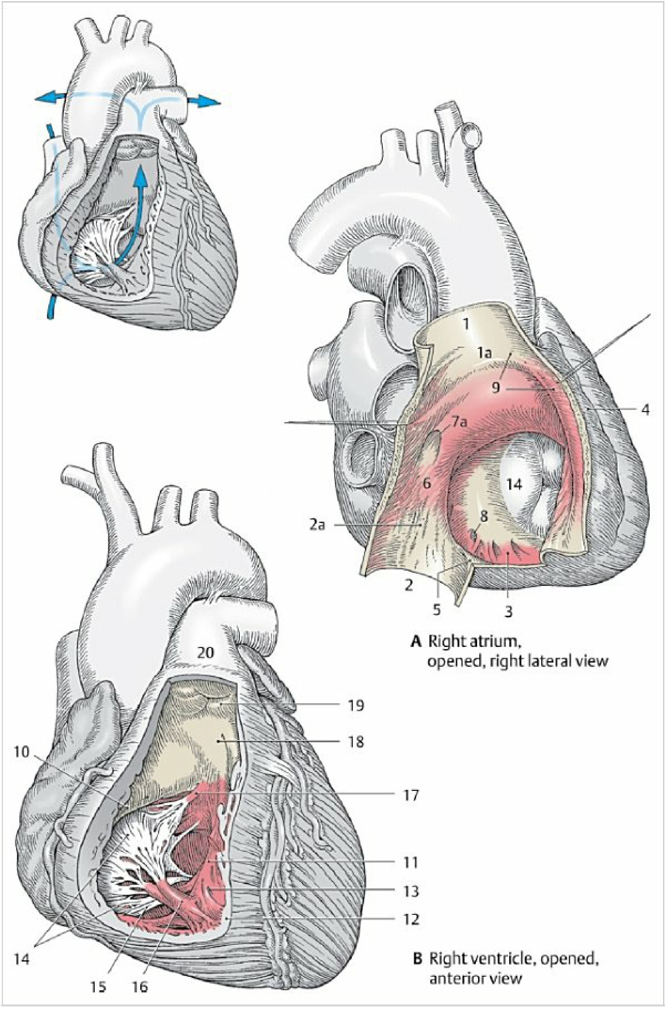 Textbook anatomical illustration: A = Right atrium opened (right lateral view) showing sinus of venae cavae, pectinate muscles, crista terminalis, fossa ovalis, and tricuspid valve. B = Right ventricle opened (anterior view) showing supraventricular crest, trabeculae carneae, chordae tendineae, and papillary muscles.