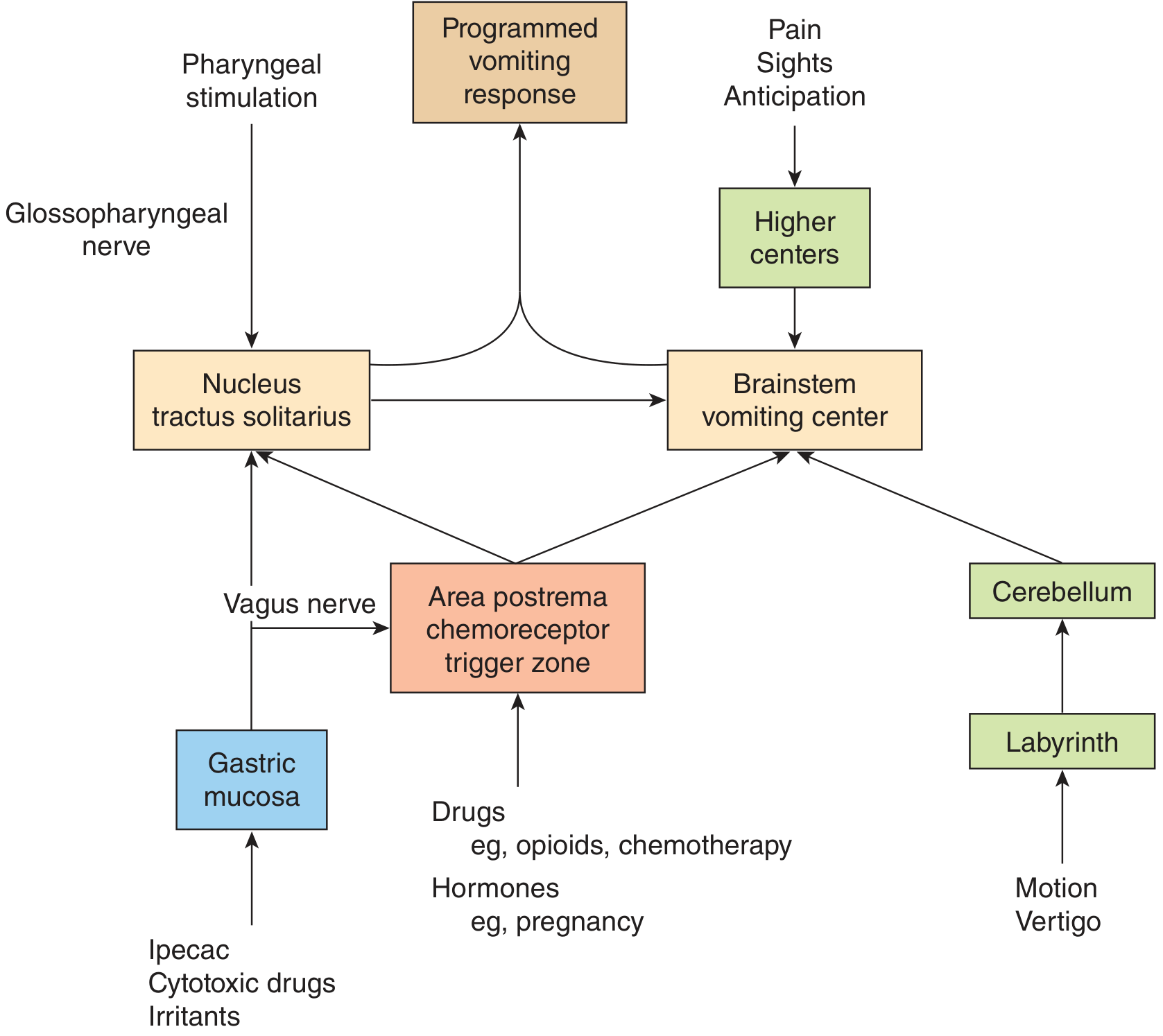 Complete pathways to brainstem vomiting center β Ganong's Fig. 27-7