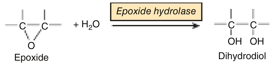 Epoxide + H₂O → Dihydrodiol (catalyzed by epoxide hydrolase)